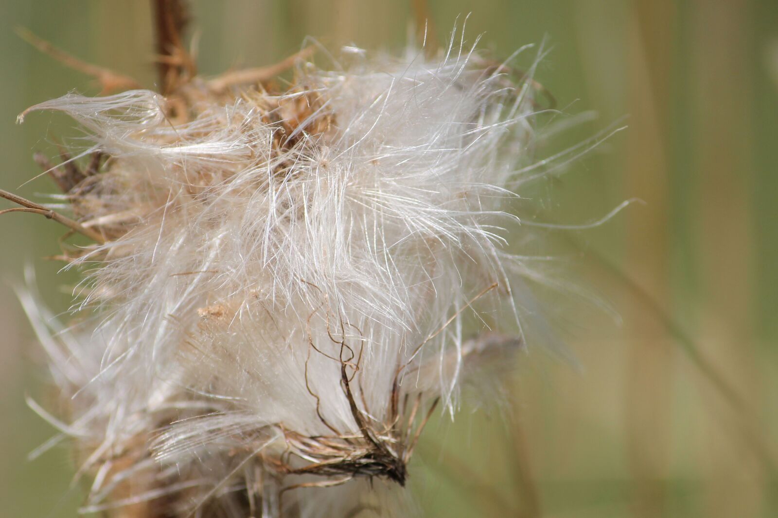 Canon EF-S 55-250mm F4-5.6 IS II sample photo. Thistle, thistle seed, seeds photography