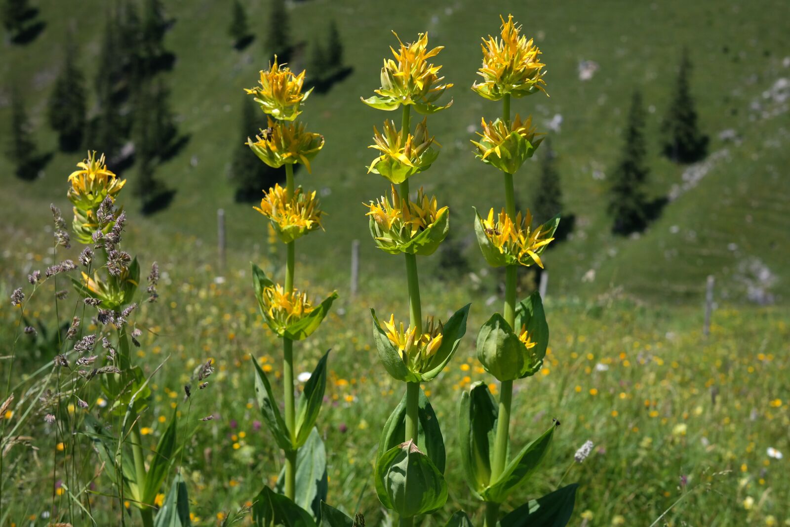 Samsung NX300 sample photo. Yellow gentian, blossom, bloom photography