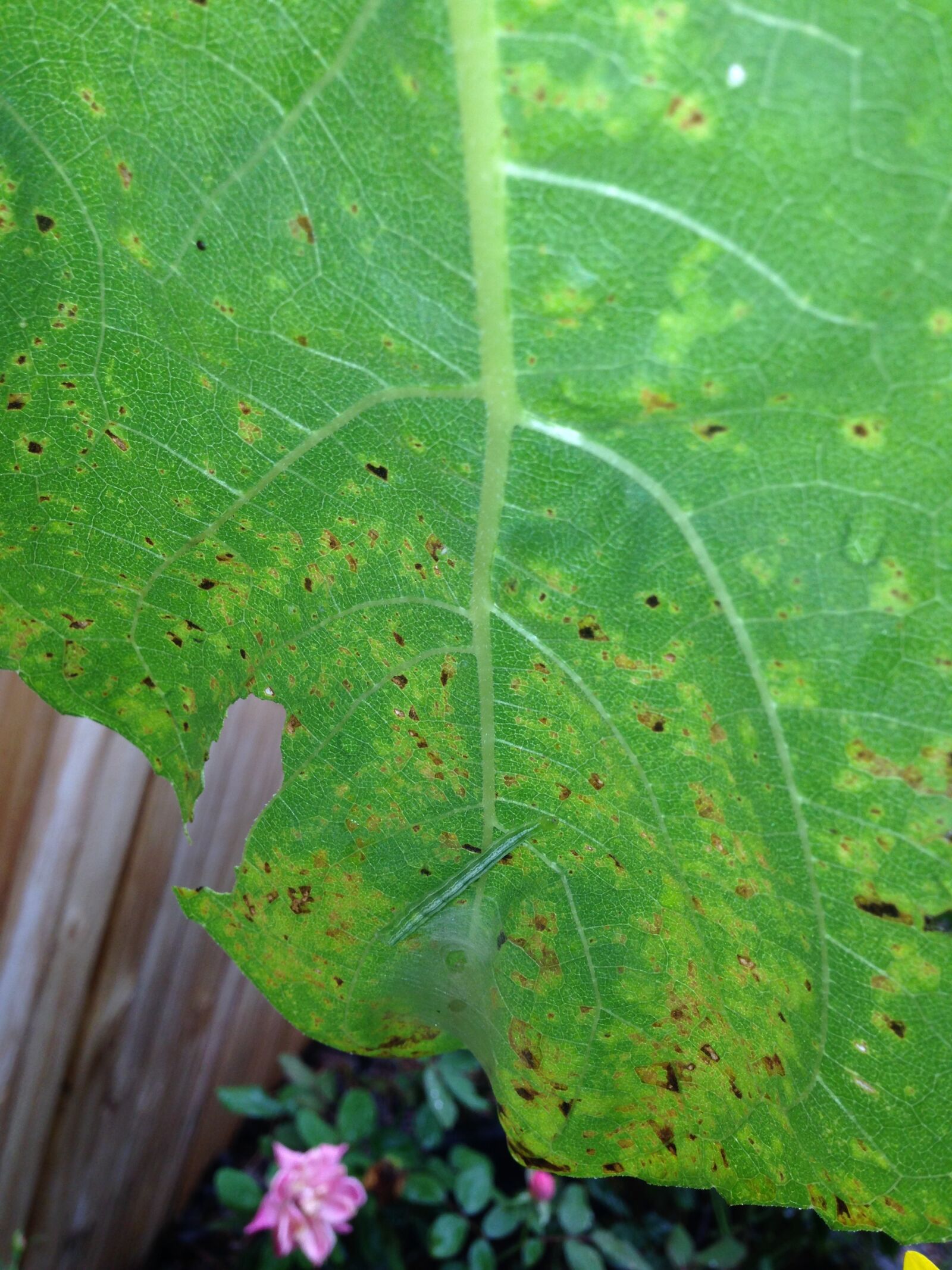 iPhone 5 back camera 4.12mm f/2.4 sample photo. Leaf, flower, fence photography