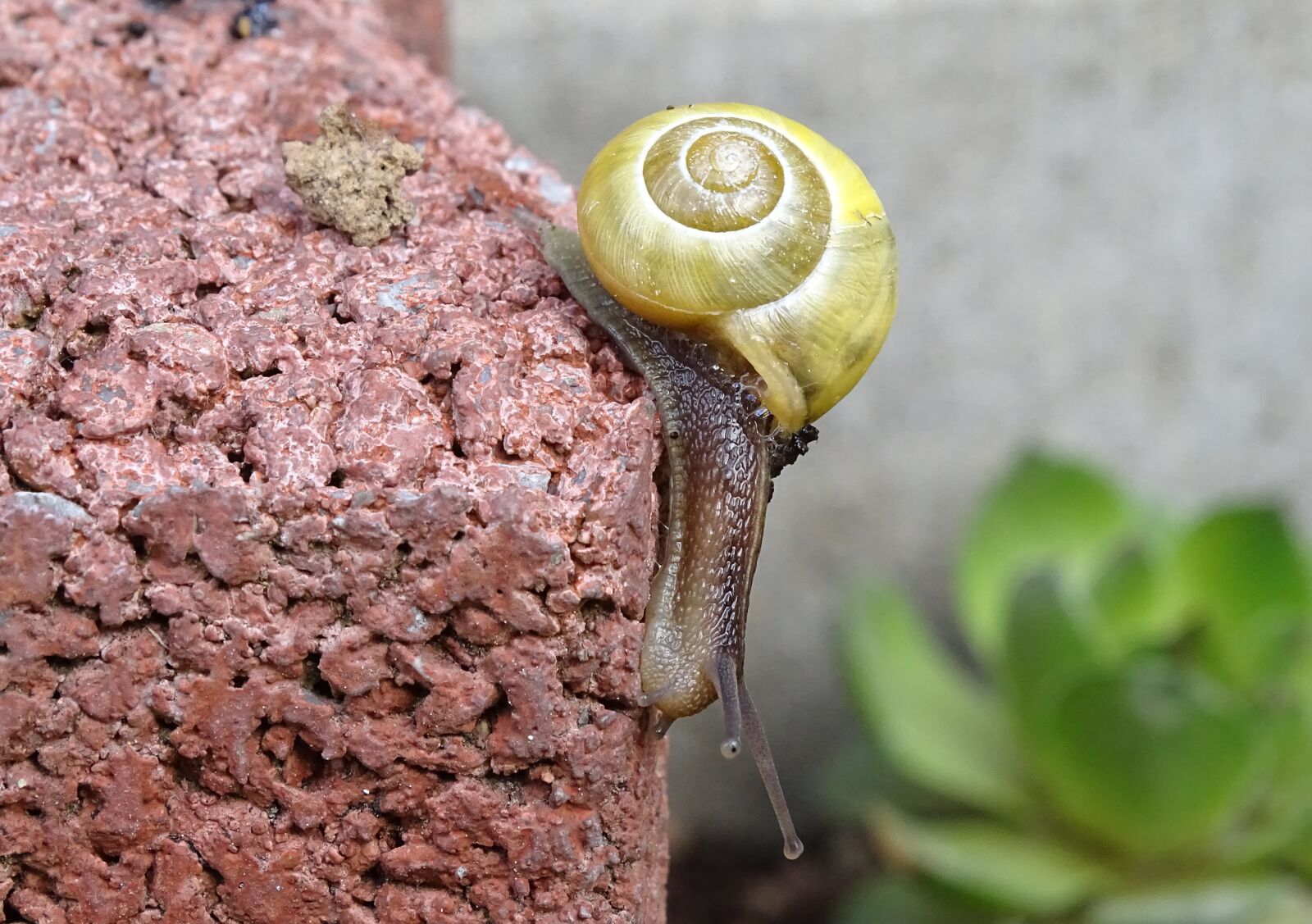 Sony Cyber-shot DSC-HX400V sample photo. Snail, shellfish, garden snail photography