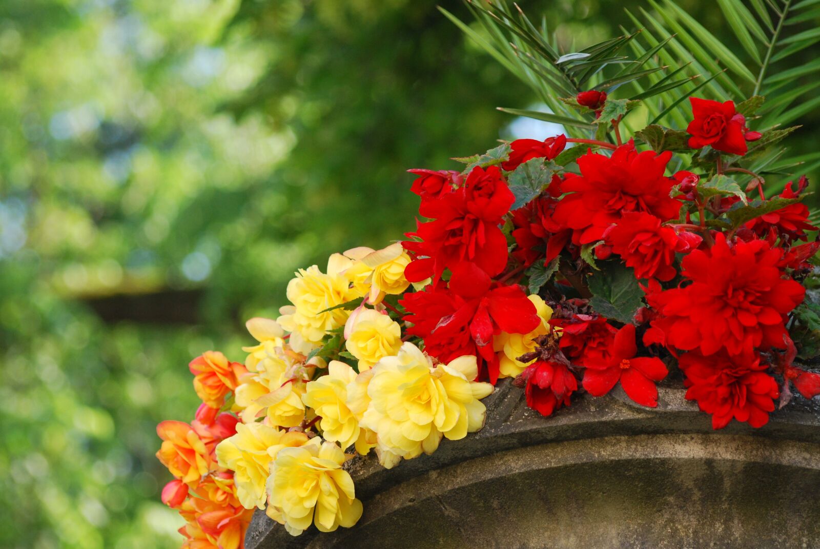 Nikon D60 sample photo. Green, flower, nature photography
