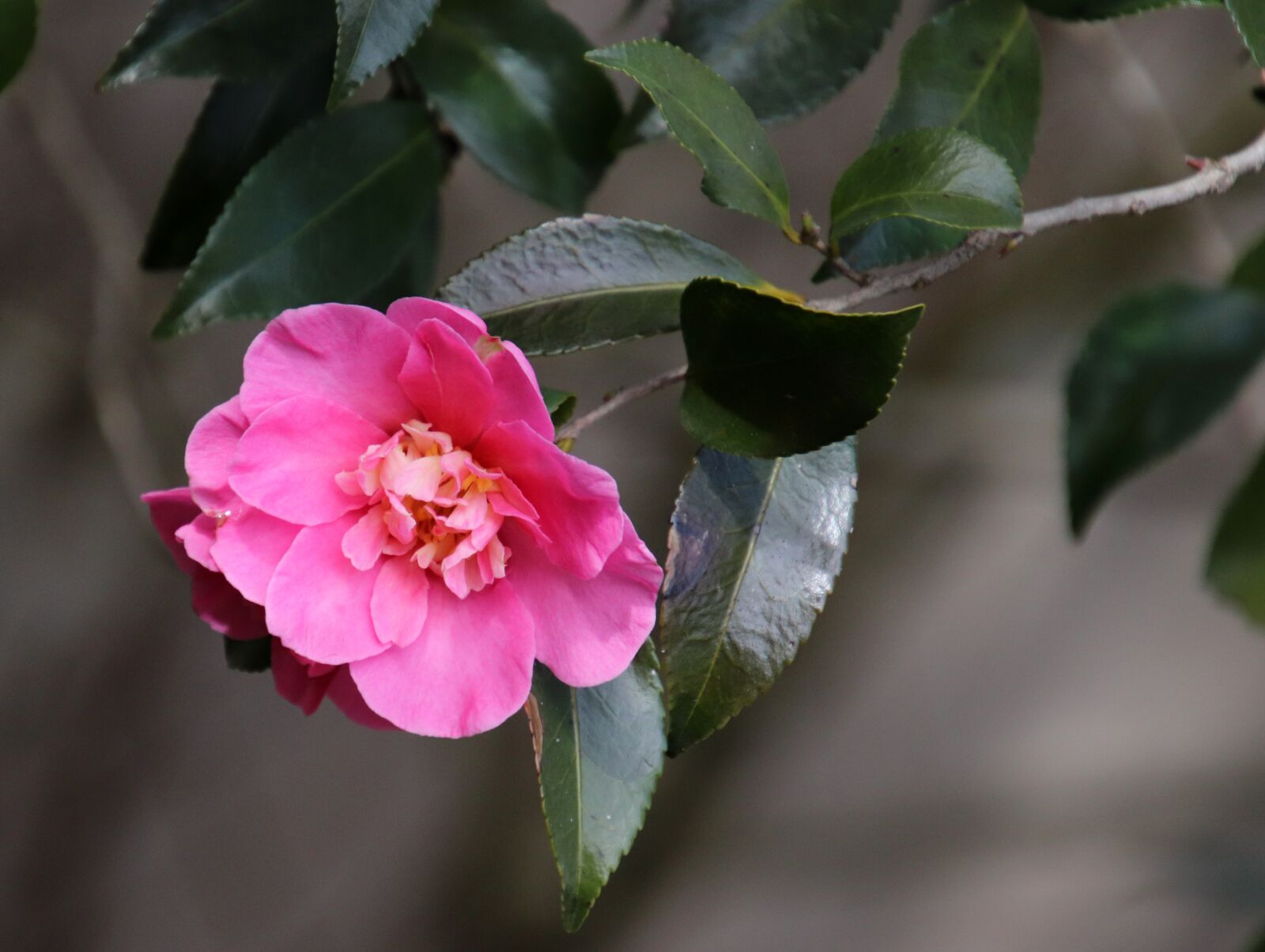 Canon EOS 800D (EOS Rebel T7i / EOS Kiss X9i) sample photo. Camellia, pink, winter photography