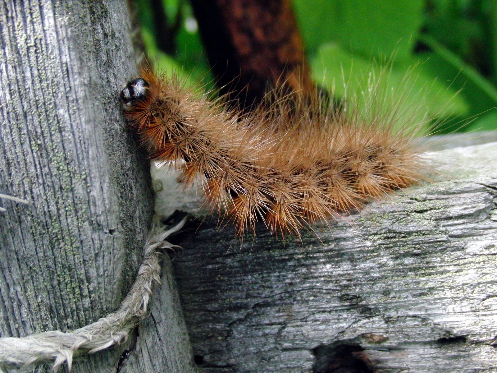 CASIO EX-FC100 sample photo. Caterpillar, shaggy tracks, diaphora photography