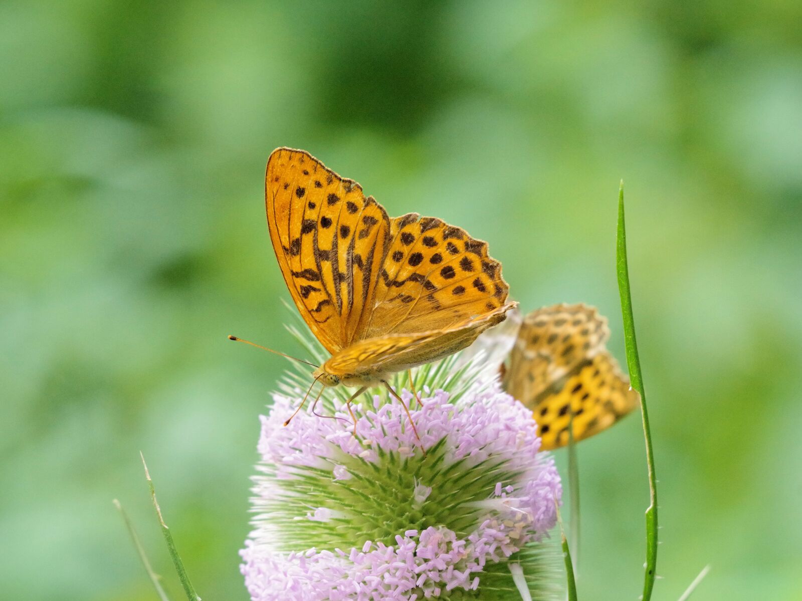 Pentax K-70 sample photo. Butterfly, fritillary, insect photography