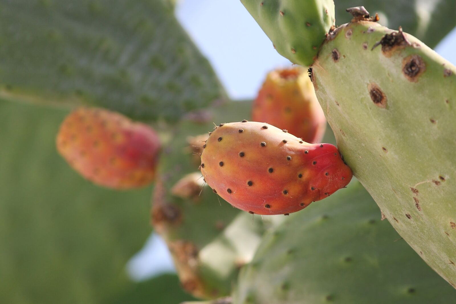 Canon EOS 1100D (EOS Rebel T3 / EOS Kiss X50) sample photo. Prickly pear, opuntia, cactus photography