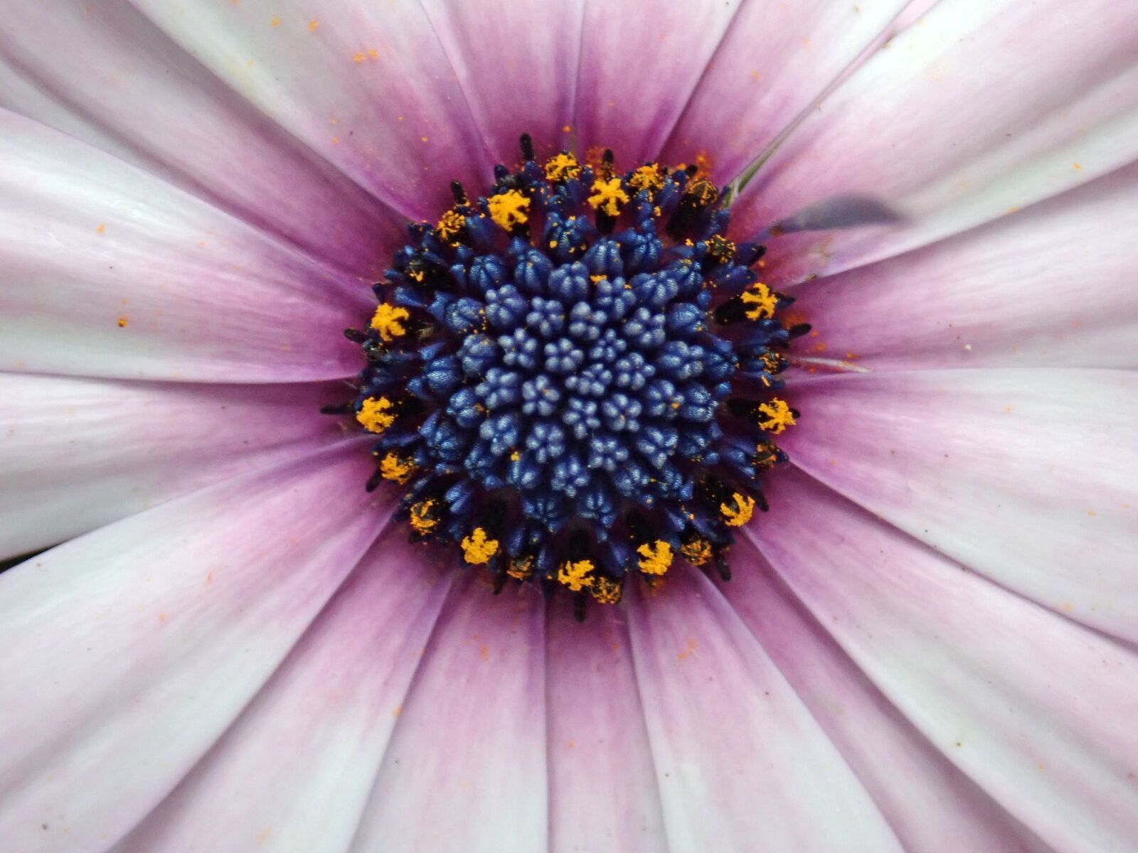 Olympus TG-5 sample photo. Flower, pink, daisy photography