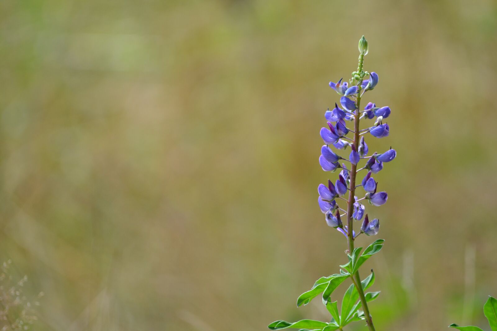 Nikon D3100 sample photo. Lipina, field, purple photography