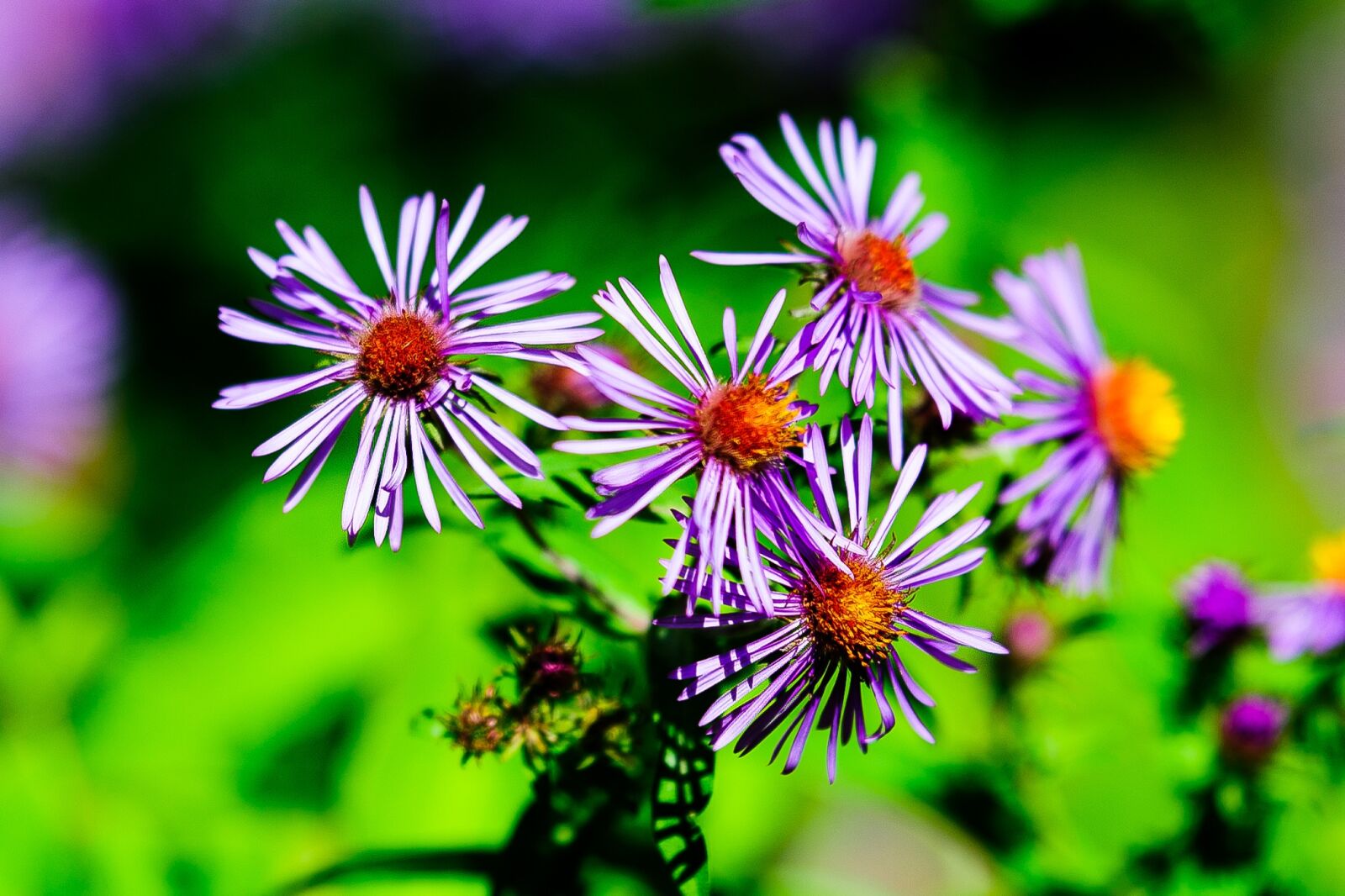 Tamron SP 70-200mm F2.8 Di VC USD sample photo. Nature, flora, garden photography