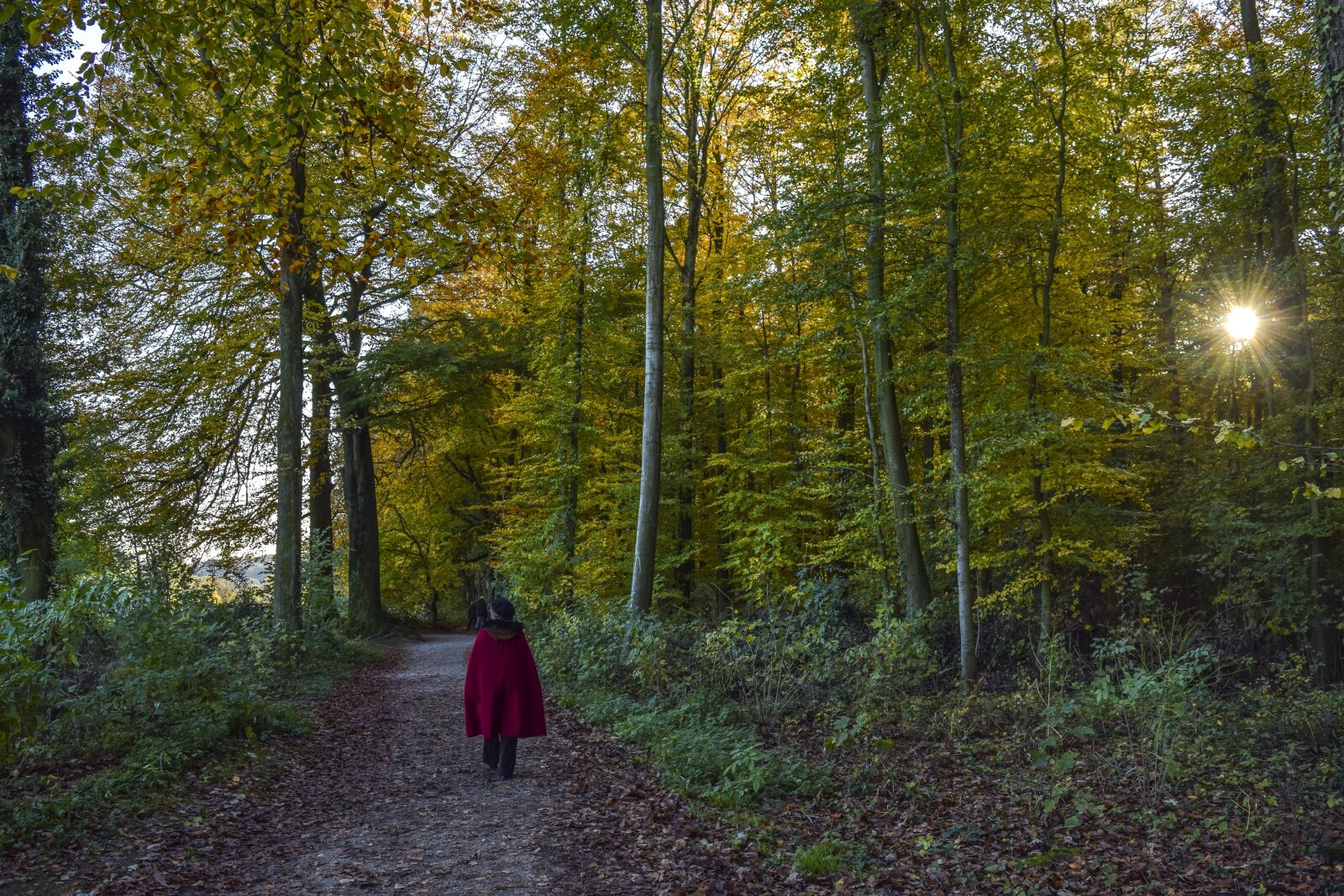 Nikon D3300 sample photo. Forest, nature, autumn photography