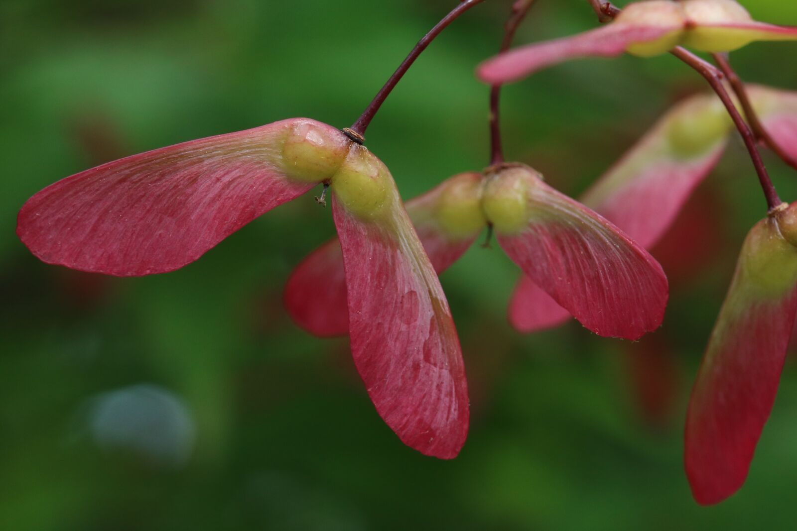 Canon EOS 750D (EOS Rebel T6i / EOS Kiss X8i) sample photo. Autumn leaves, seeds, maple photography