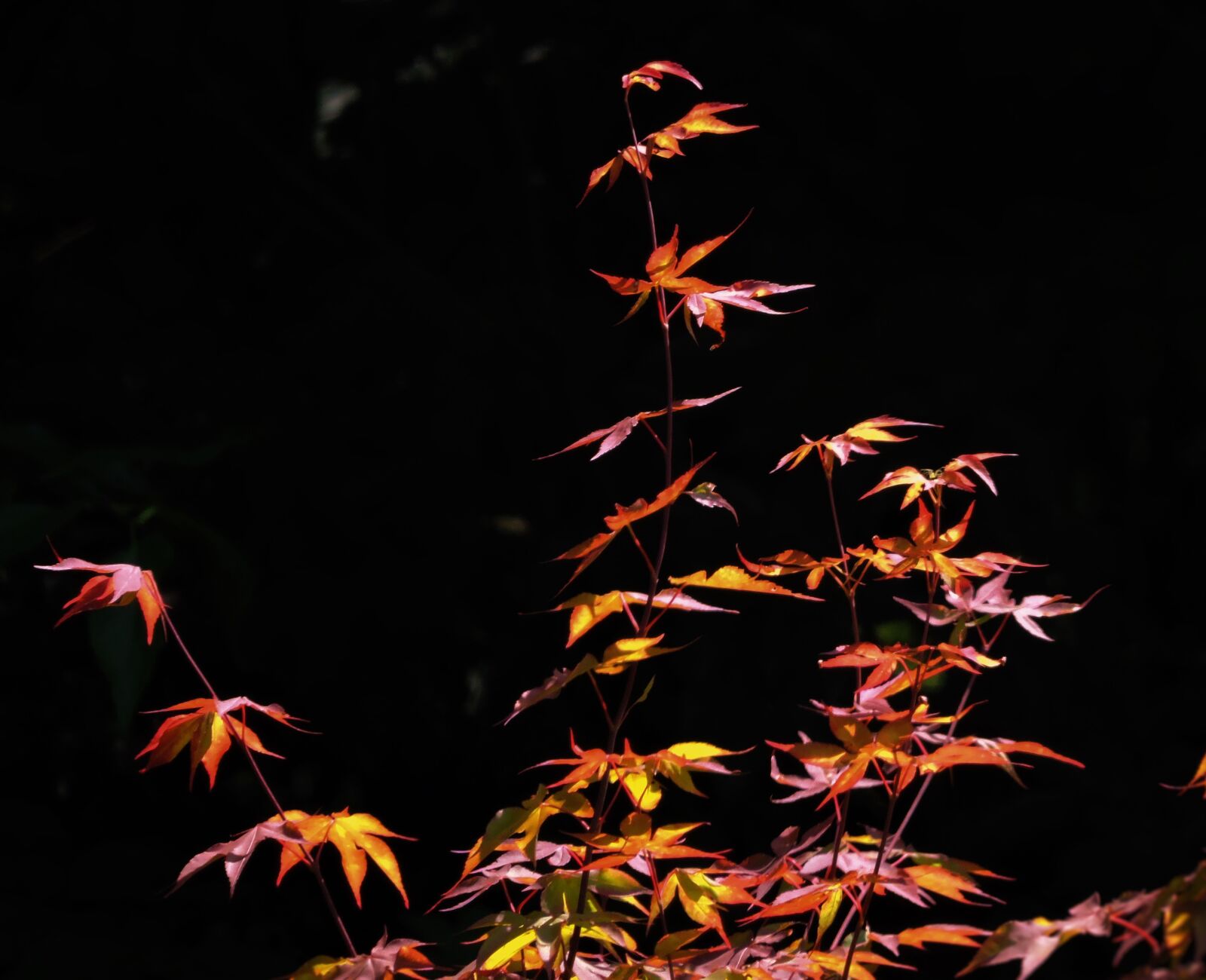 Nikon Coolpix P600 sample photo. Tree, autumn, colorful photography