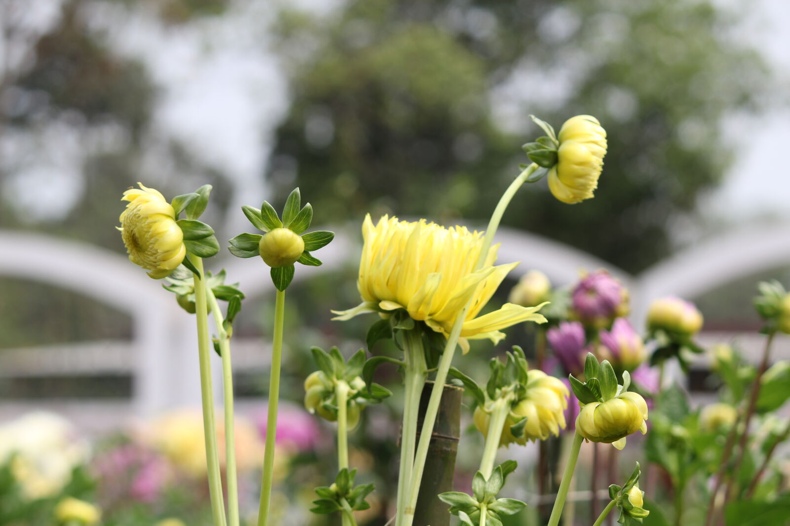 Canon EF-S 55-250mm F4-5.6 IS II sample photo