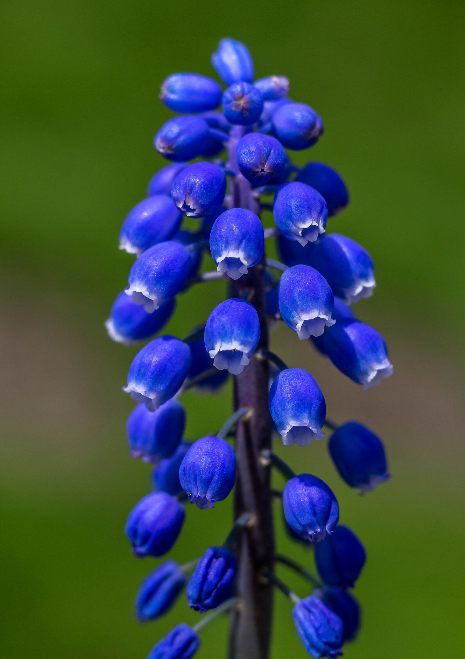 Canon EOS 700D (EOS Rebel T5i / EOS Kiss X7i) + Canon EF 50mm F1.8 II sample photo. Flowers, blue, blossom photography