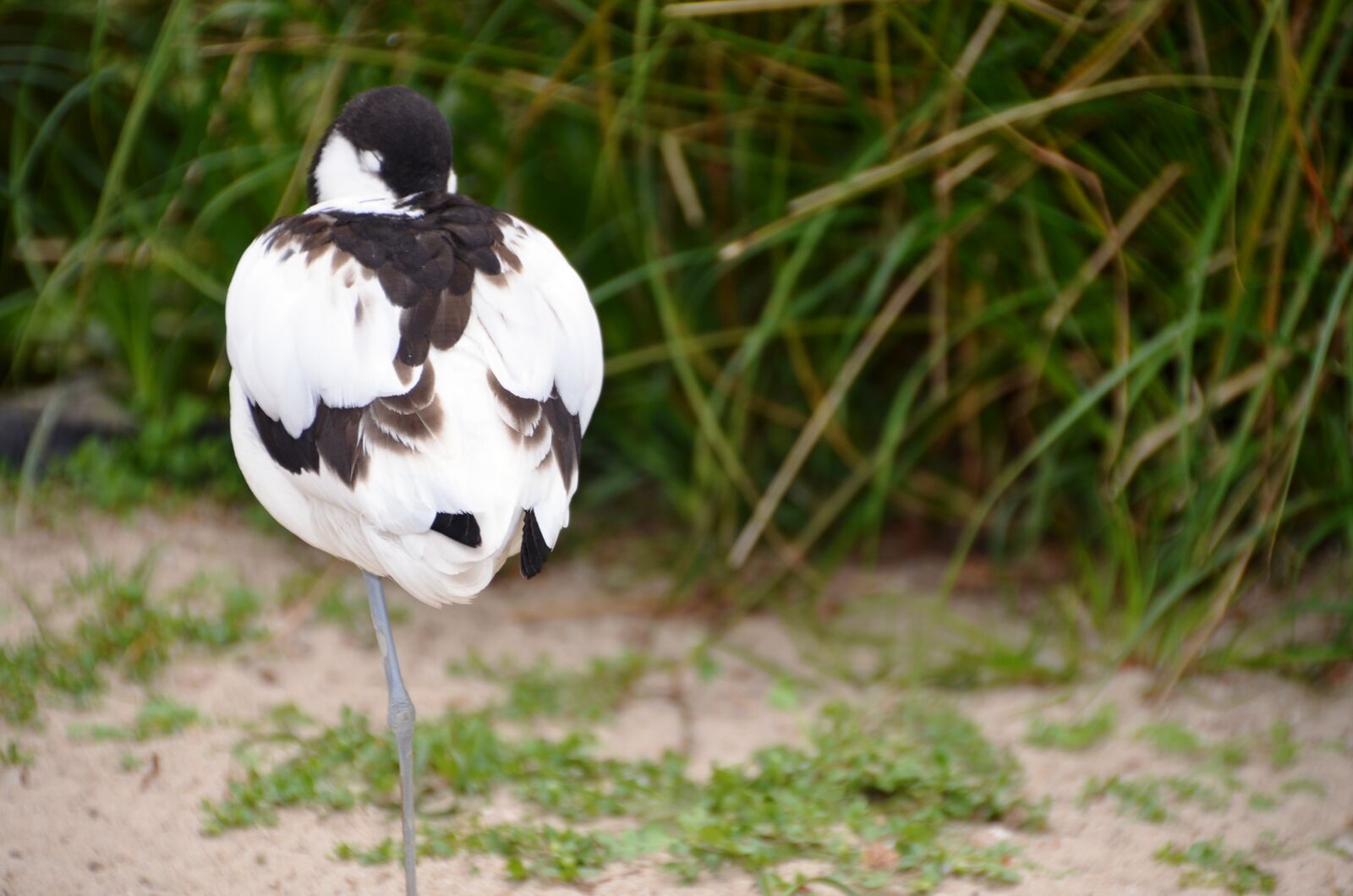 Nikon D5100 sample photo. Avocet, bird, water bird photography