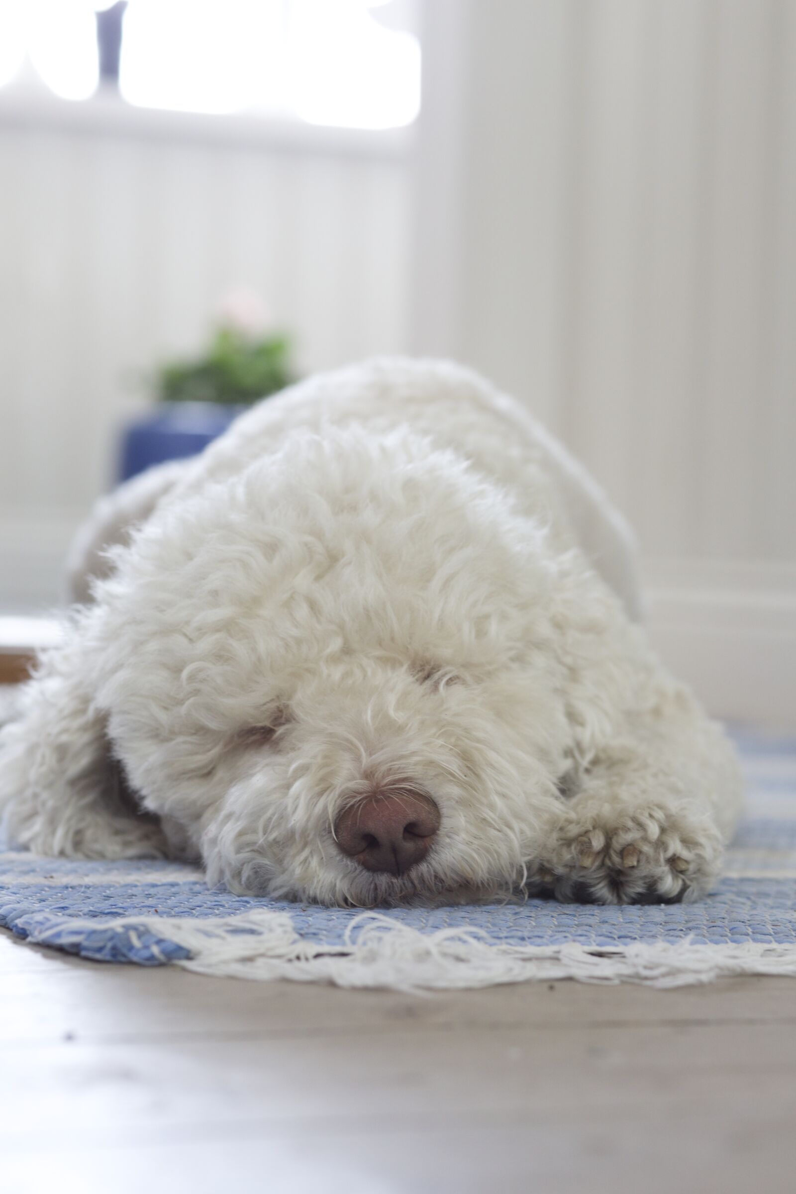 Canon EF 85mm F1.8 USM sample photo. Dog, truffle dog, white photography