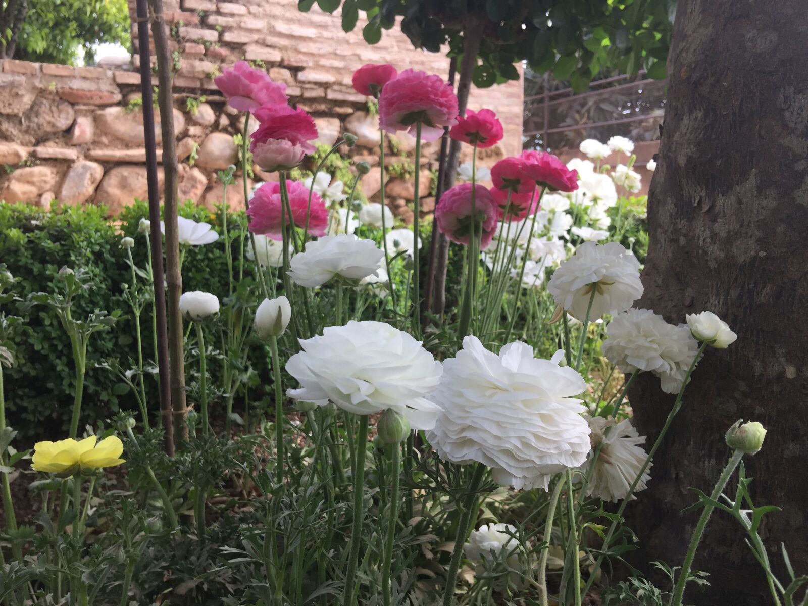 iPhone 6 Plus back camera 4.15mm f/2.2 sample photo. Flowers, alhambra, generalife photography