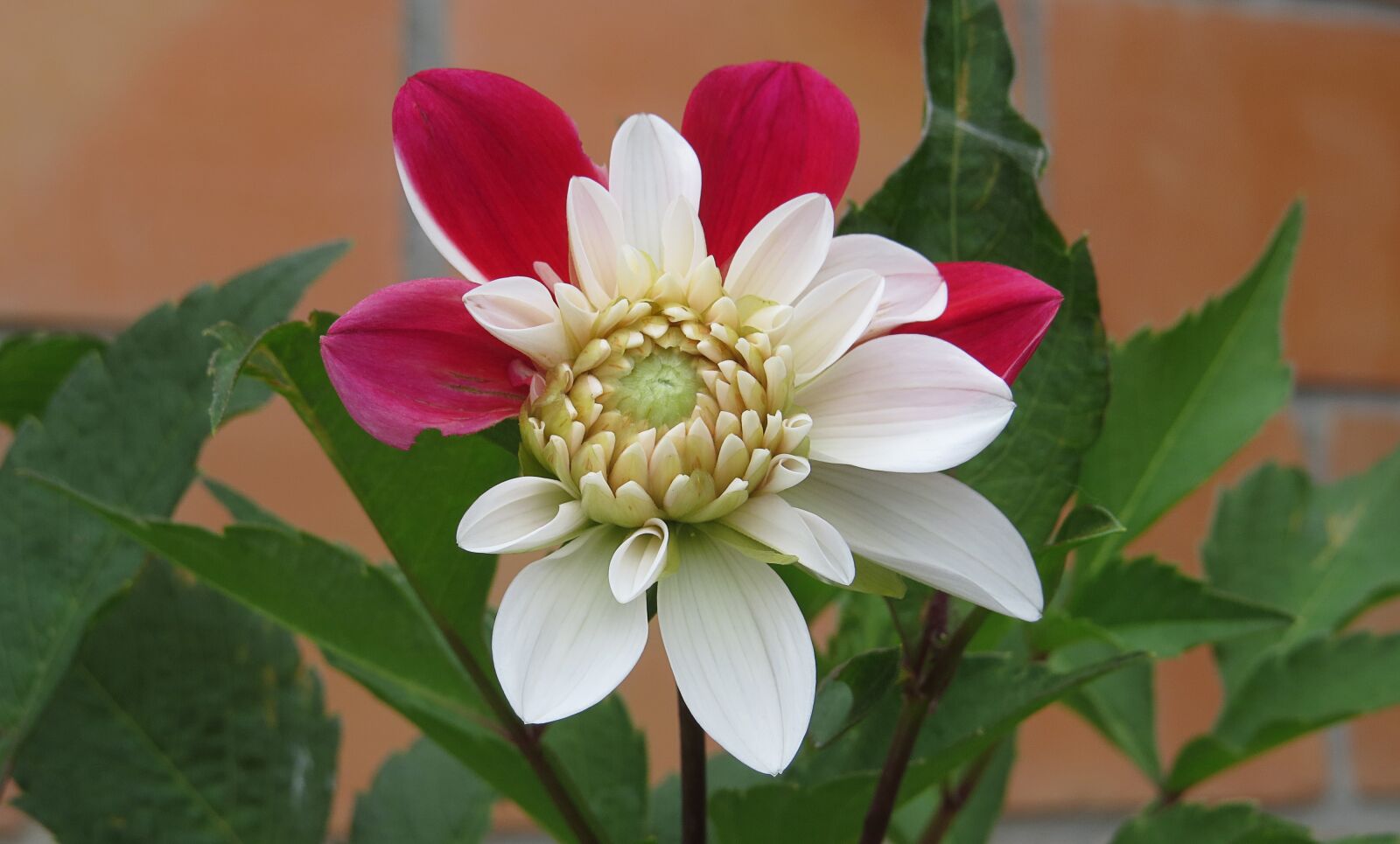 Canon PowerShot SX50 HS sample photo. Flower, nature, plant photography