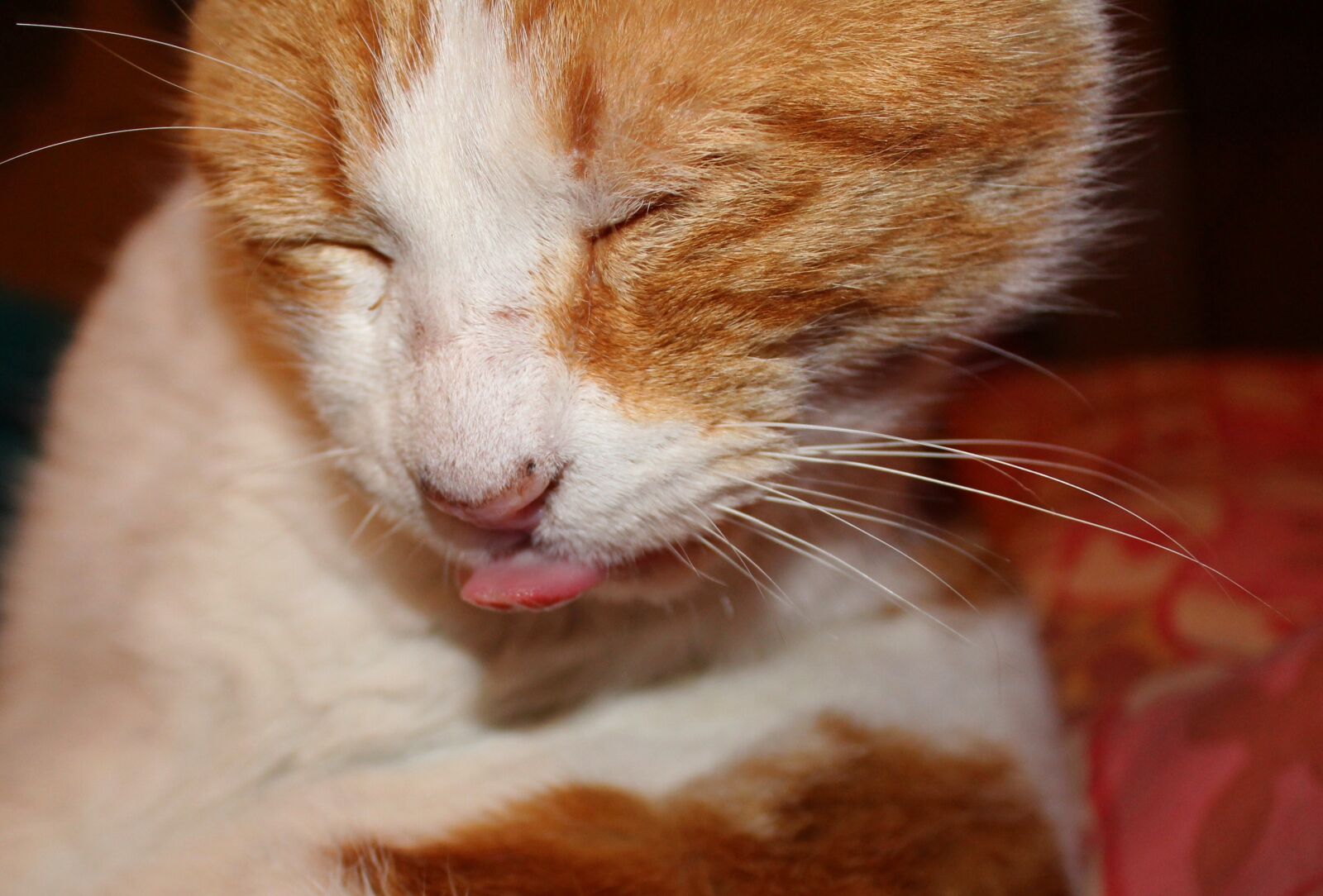 Canon EOS 1200D (EOS Rebel T5 / EOS Kiss X70 / EOS Hi) sample photo. Cat, animal, cute photography