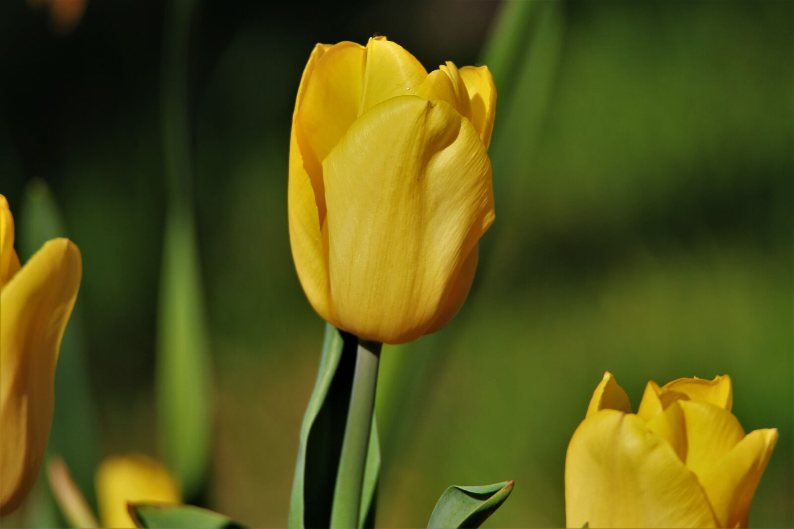 Tamron SP 150-600mm F5-6.3 Di VC USD sample photo. Tulip, garden tulip, flower photography