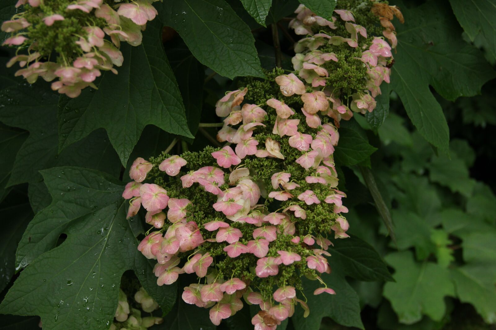 Canon EOS 550D (EOS Rebel T2i / EOS Kiss X4) sample photo. Flower, pink, hydrangea photography