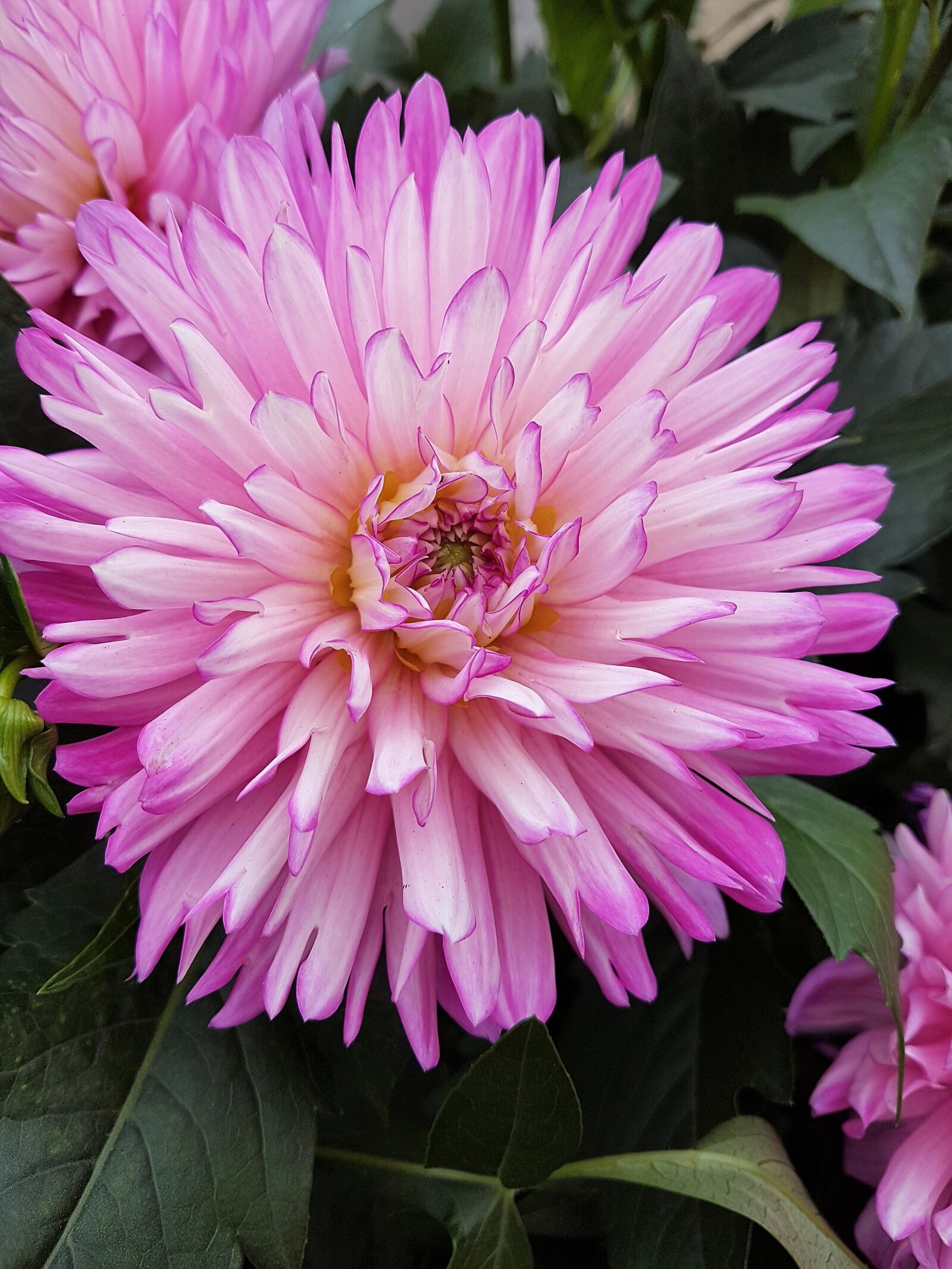 Samsung Galaxy S7 Edge sample photo. Flowers, summer, bloom photography