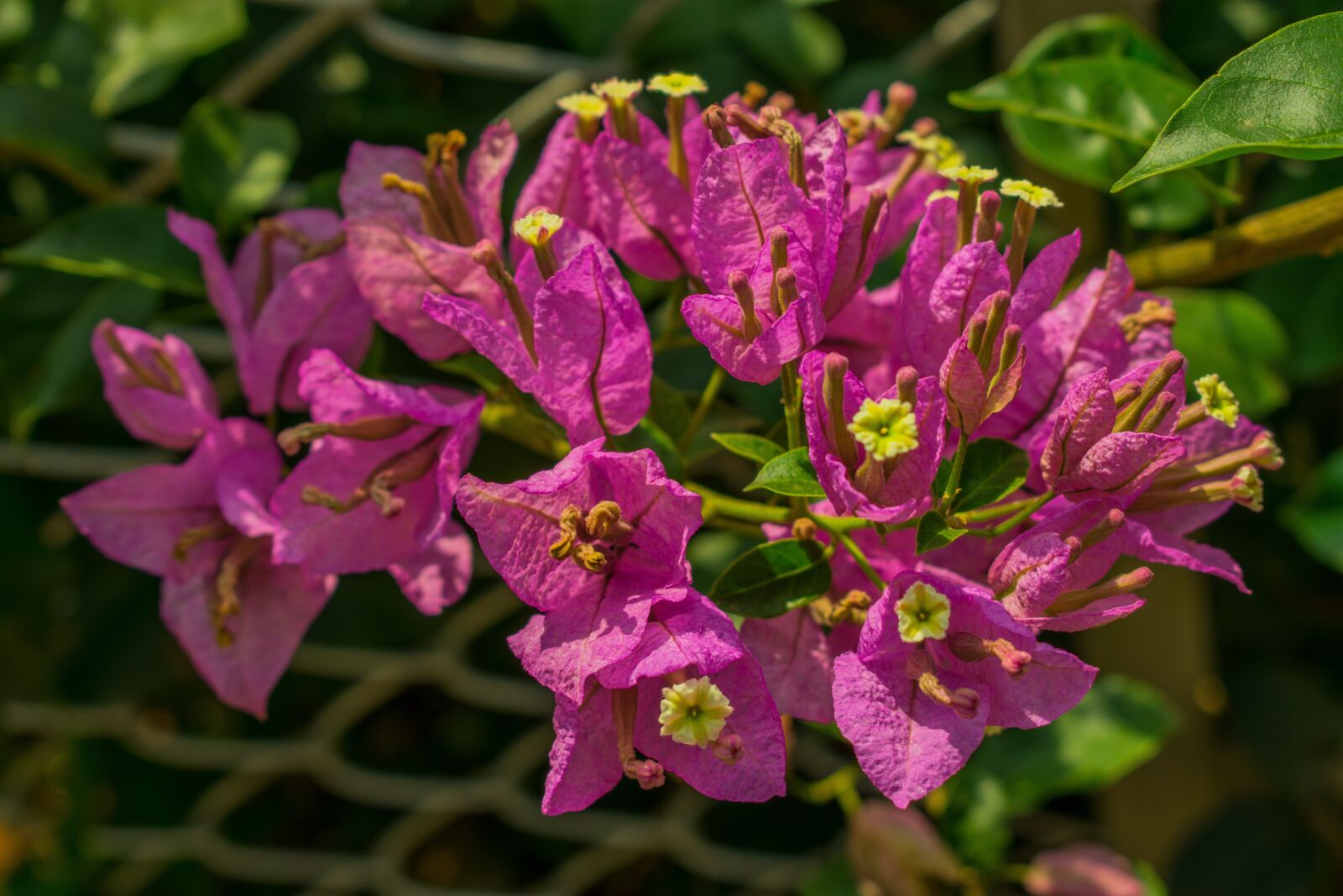 Nikon D3400 sample photo. Bougainvillea, flower, purple photography