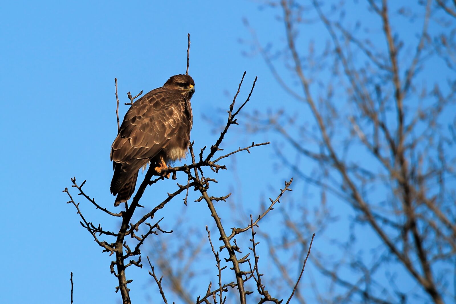 Canon EF-S 55-250mm F4-5.6 IS STM sample photo. Buzzard, hawk, bird photography