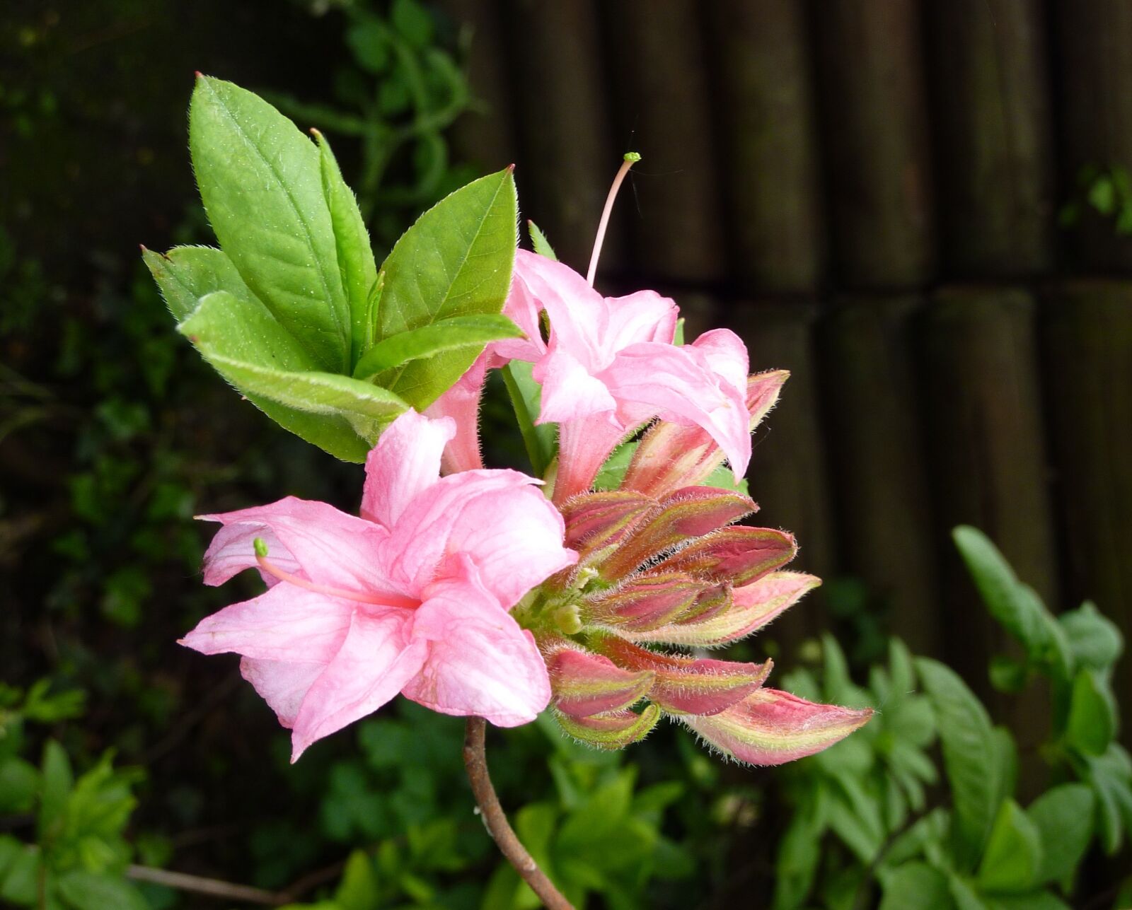 Panasonic DMC-TZ7 sample photo. Azalea, pink, blossom photography