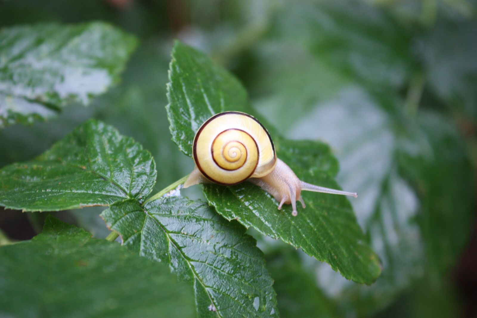 Canon EOS 450D (EOS Rebel XSi / EOS Kiss X2) sample photo. Snail, green, nature photography