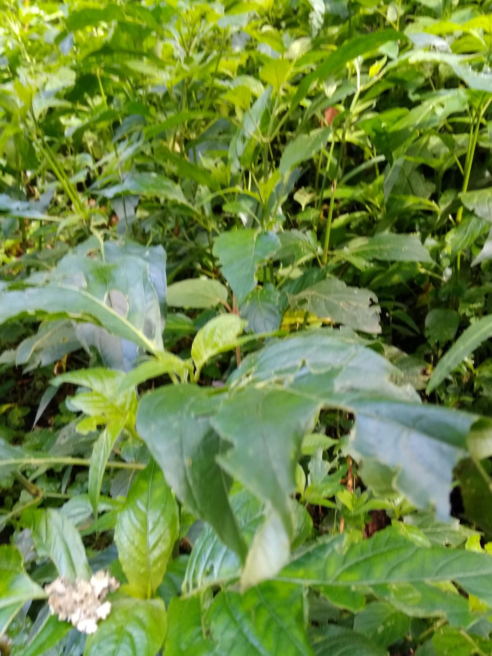 Xiaomi Redmi 5A sample photo. Nature, green, leaves photography