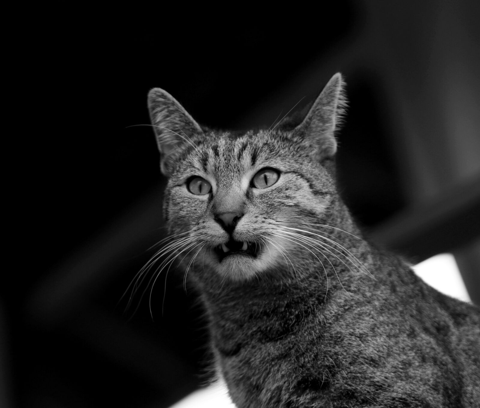 Canon EOS 80D sample photo. Ajaks, cat, sweet photography
