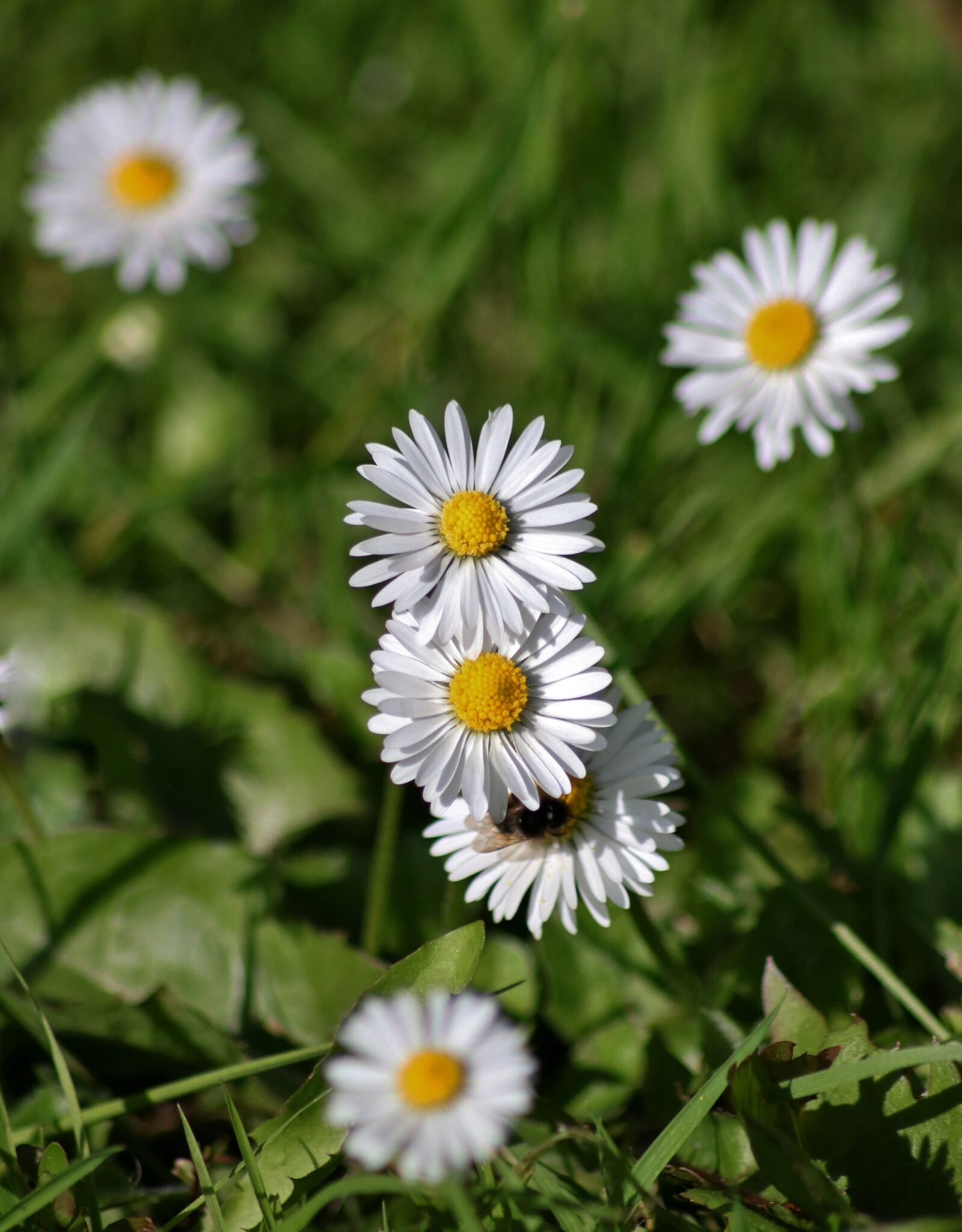 Canon EOS 750D (EOS Rebel T6i / EOS Kiss X8i) sample photo. Daisies, garden, flowers photography