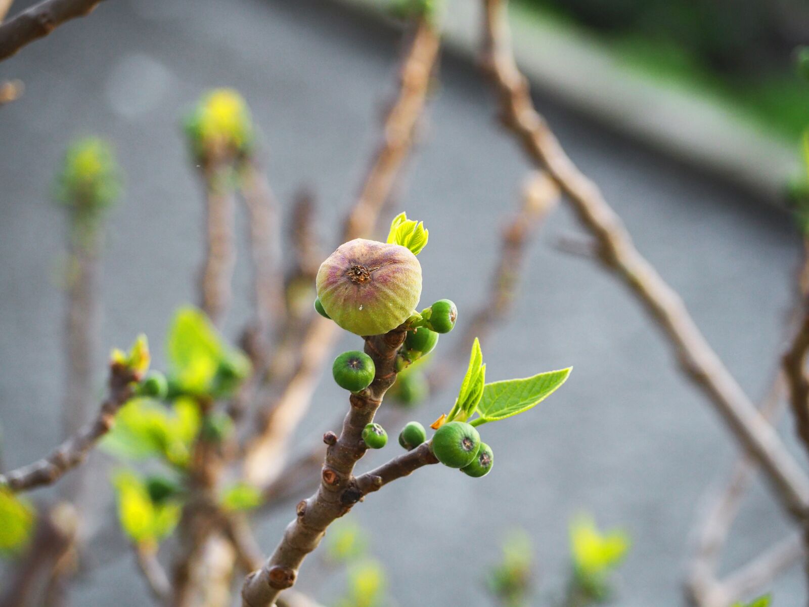 Olympus OM-D E-M10 II sample photo. Fig, fruit, plant photography