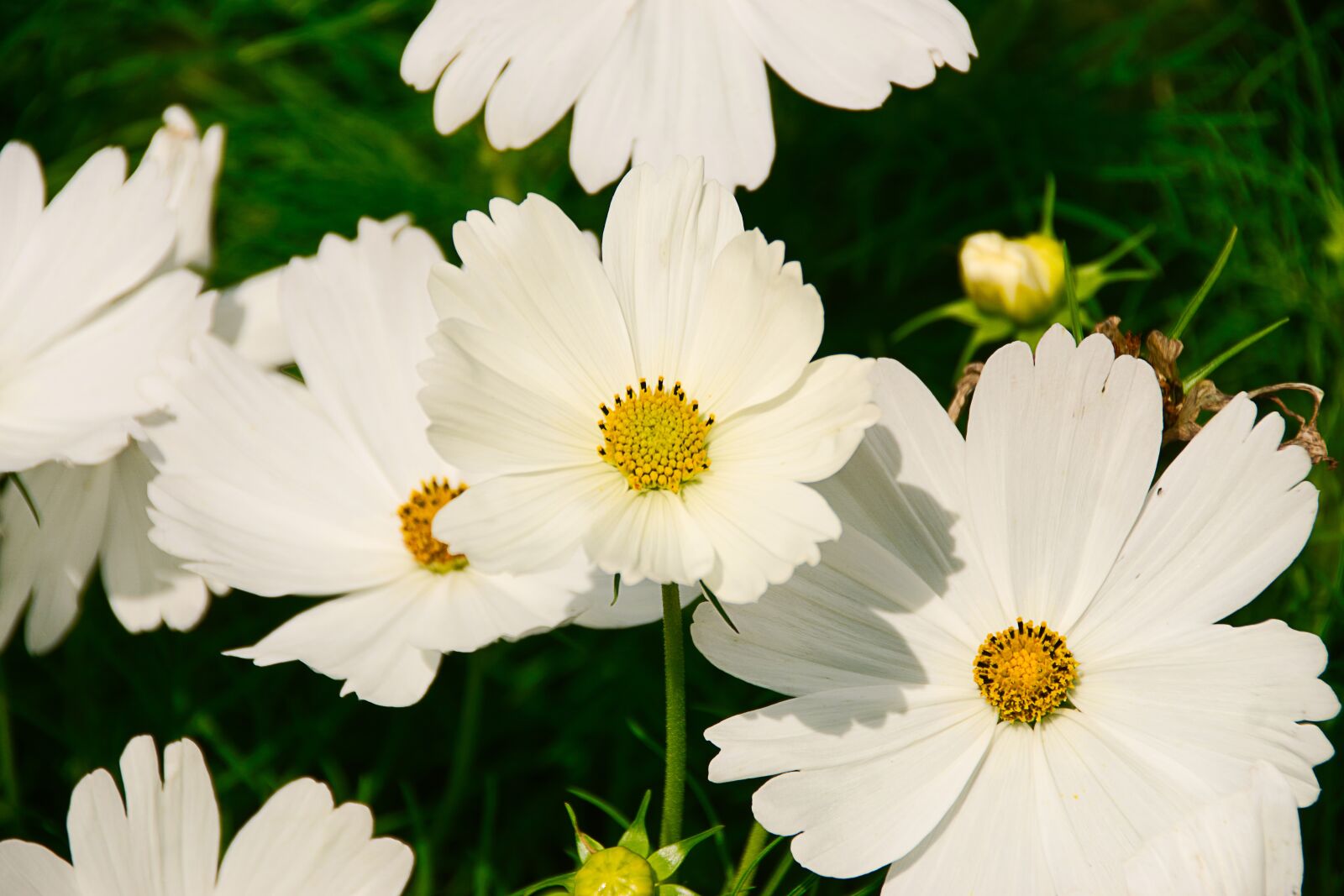 Sony ILCA-77M2 sample photo. Kosmee, plant, white photography