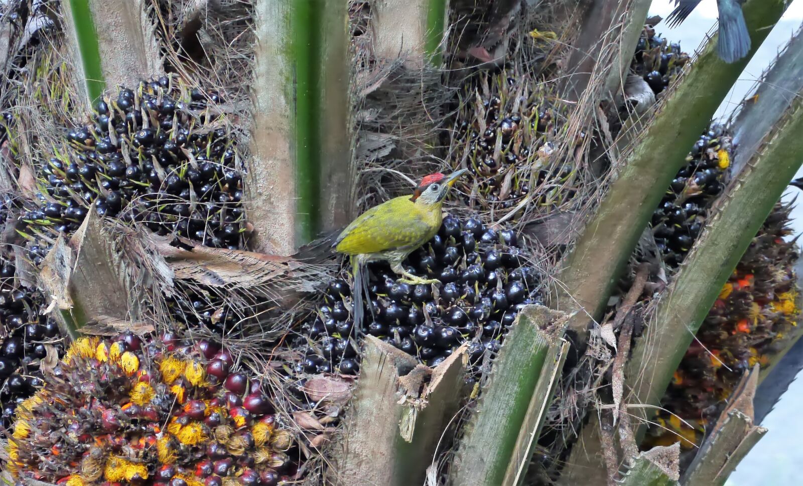 Panasonic Lumix DMC-GH3 sample photo. Bird, wild, wildlife photography