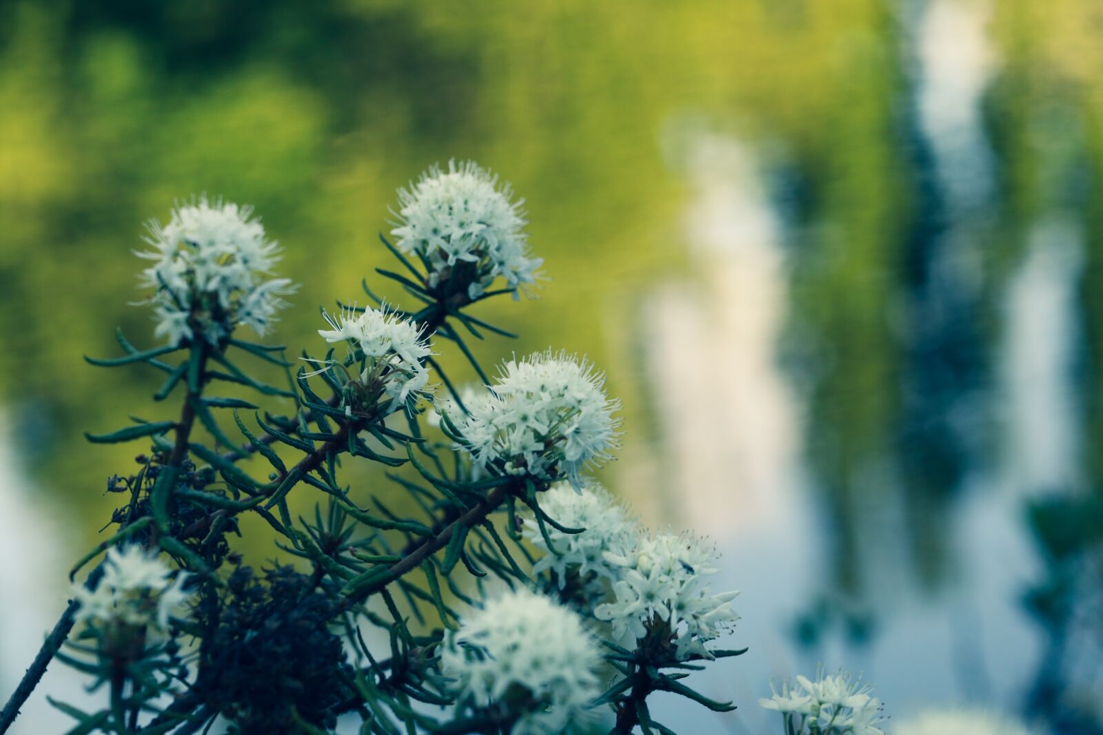 Canon EOS R sample photo. Flower, blossom, spring photography