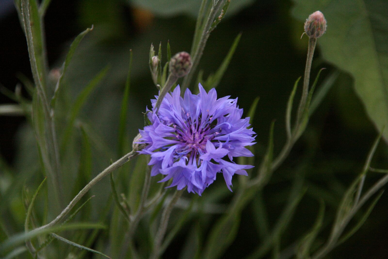 Canon EOS 400D (EOS Digital Rebel XTi / EOS Kiss Digital X) sample photo. Cornflower, blue, flower photography