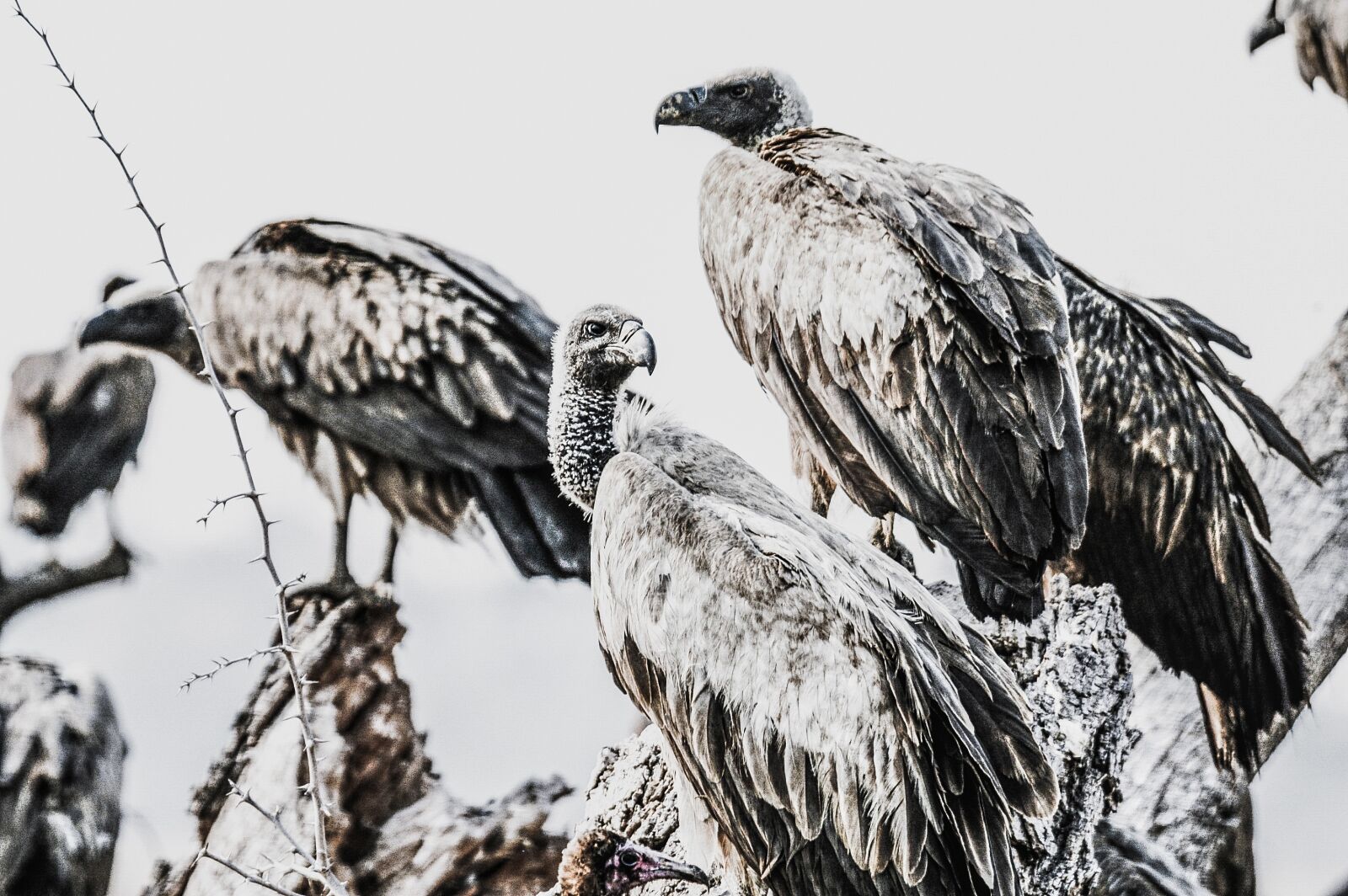 Nikon D100 sample photo. Cape vulture, vulture, bird photography