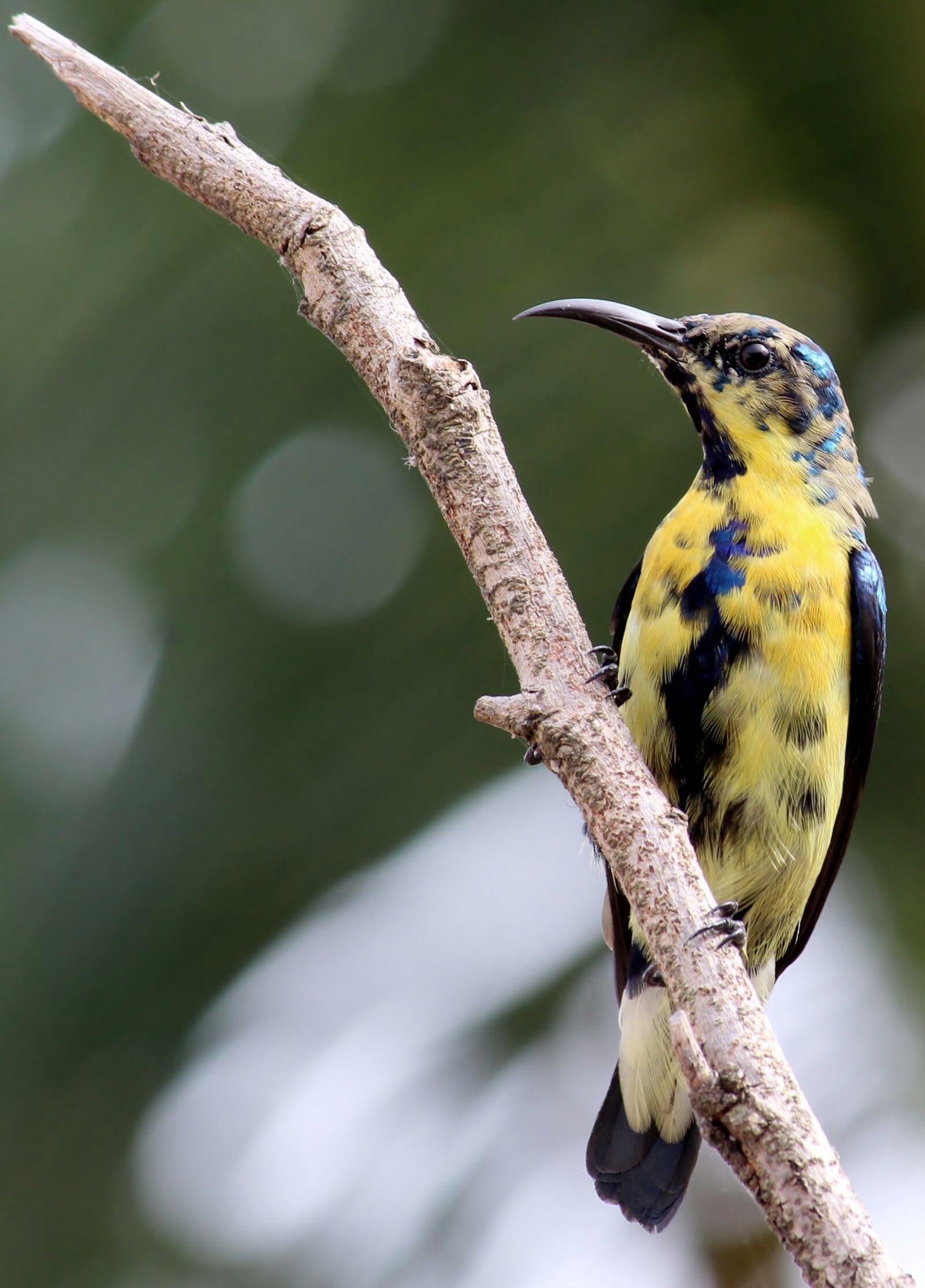 Canon EF-S 55-250mm F4-5.6 IS II sample photo. Purple sun bird, wild photography