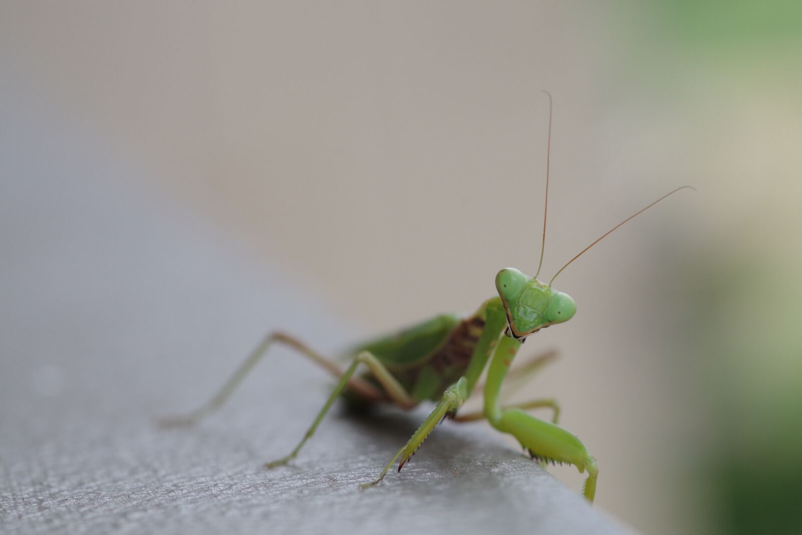 Pentax K-S2 sample photo. Nature, insect, mantis photography