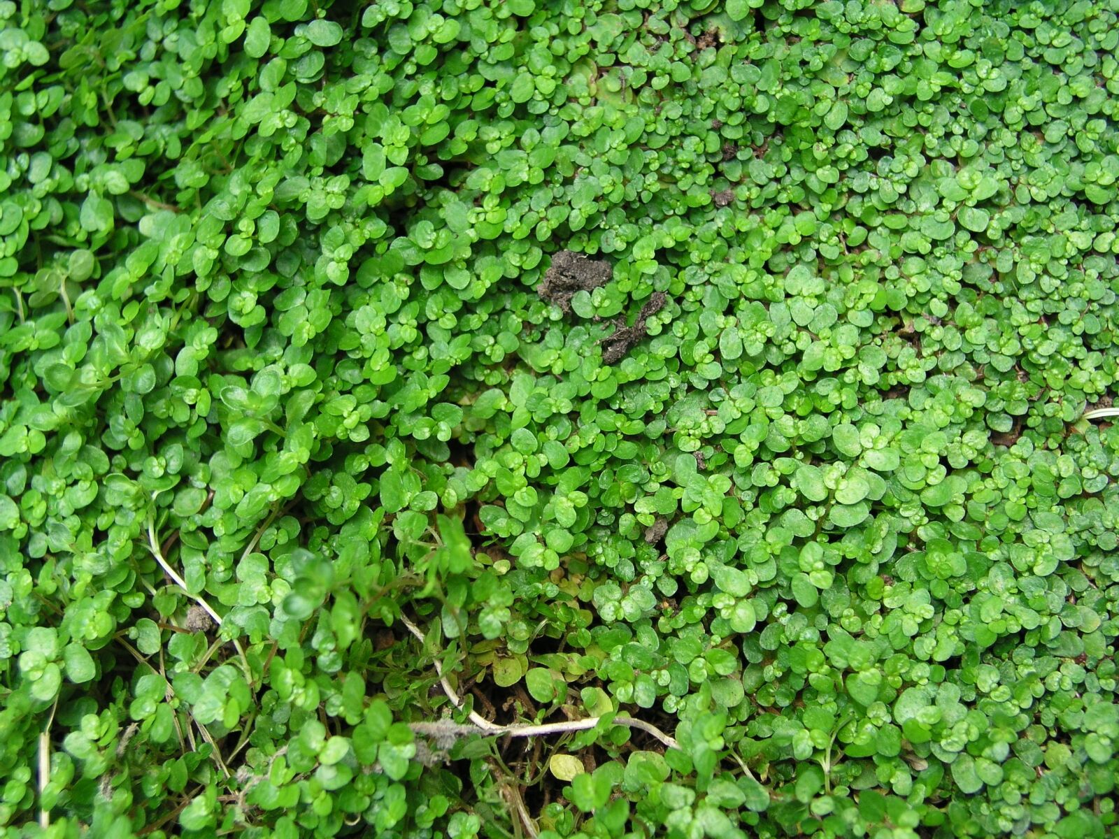 Olympus C5050Z sample photo. Background, texture, plant photography