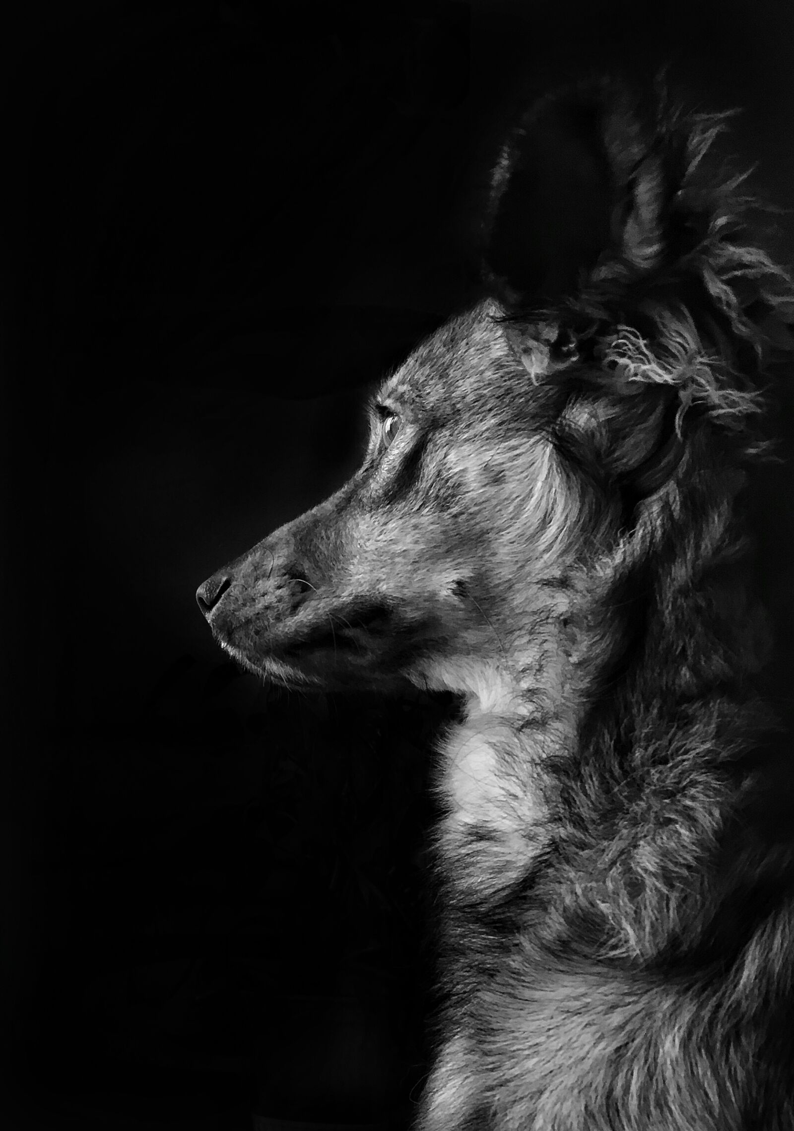 Apple iPhone SE sample photo. Dog, animal photography