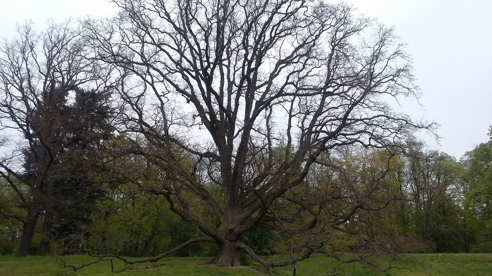 Samsung Galaxy Grand Prime sample photo. Monument tree, ancient tree photography