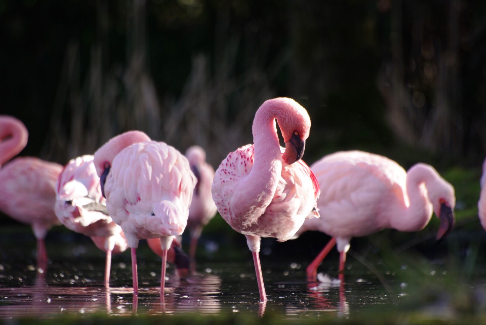 Pentax K10D sample photo. Animals, flamingos, nature photography