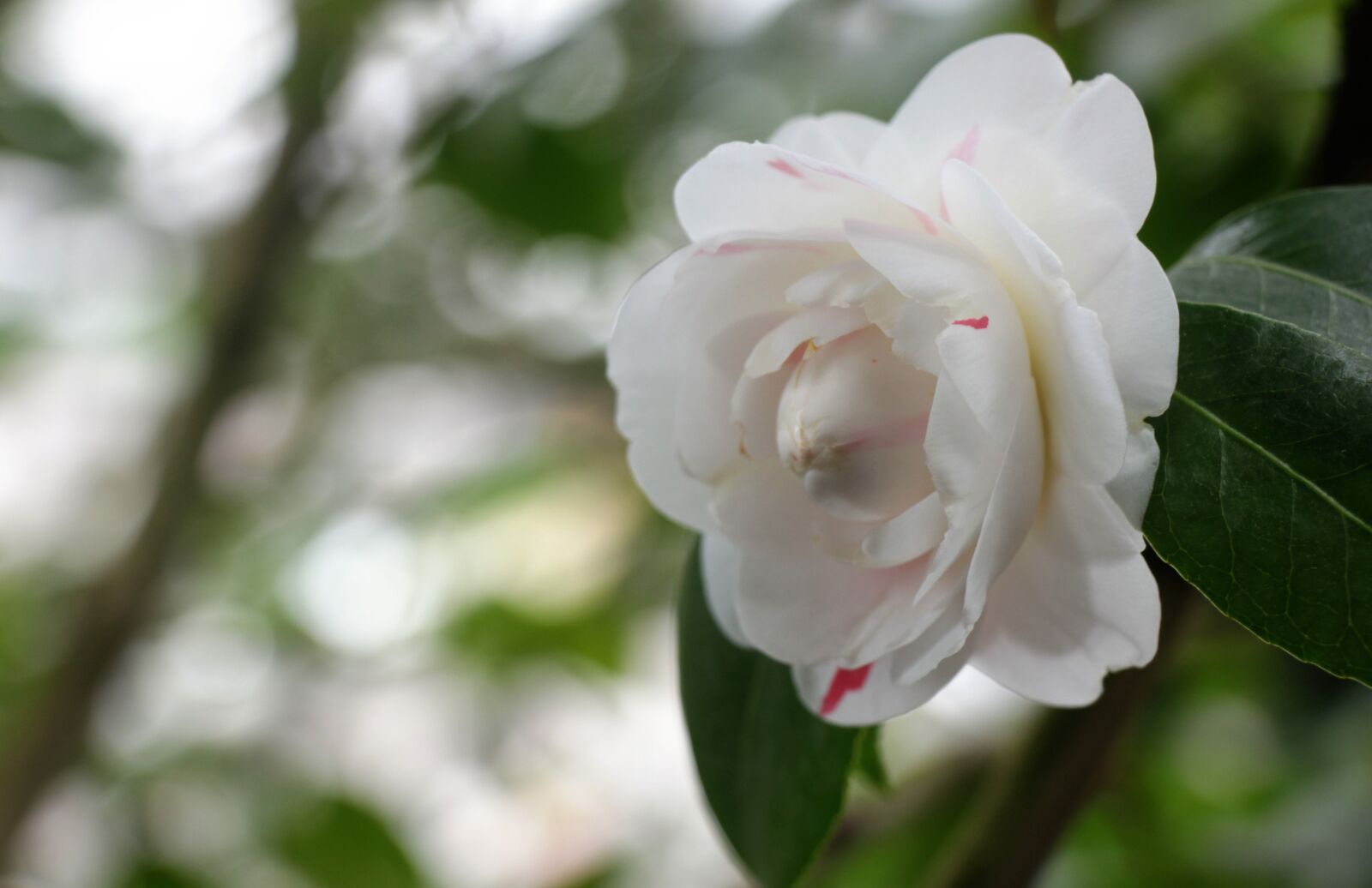 Canon EOS 550D (EOS Rebel T2i / EOS Kiss X4) sample photo. Flower, white, bloom photography