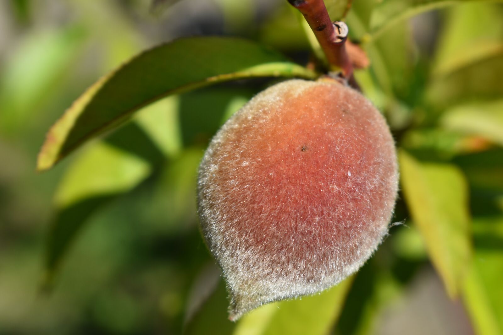 Nikon D5600 sample photo. Peach, raw, tree photography