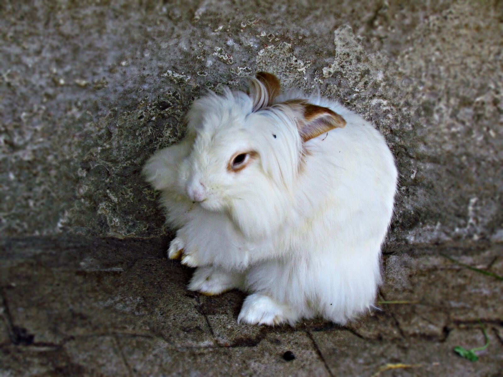 Canon PowerShot SX30 IS sample photo. Bunny, rabbit, angora photography
