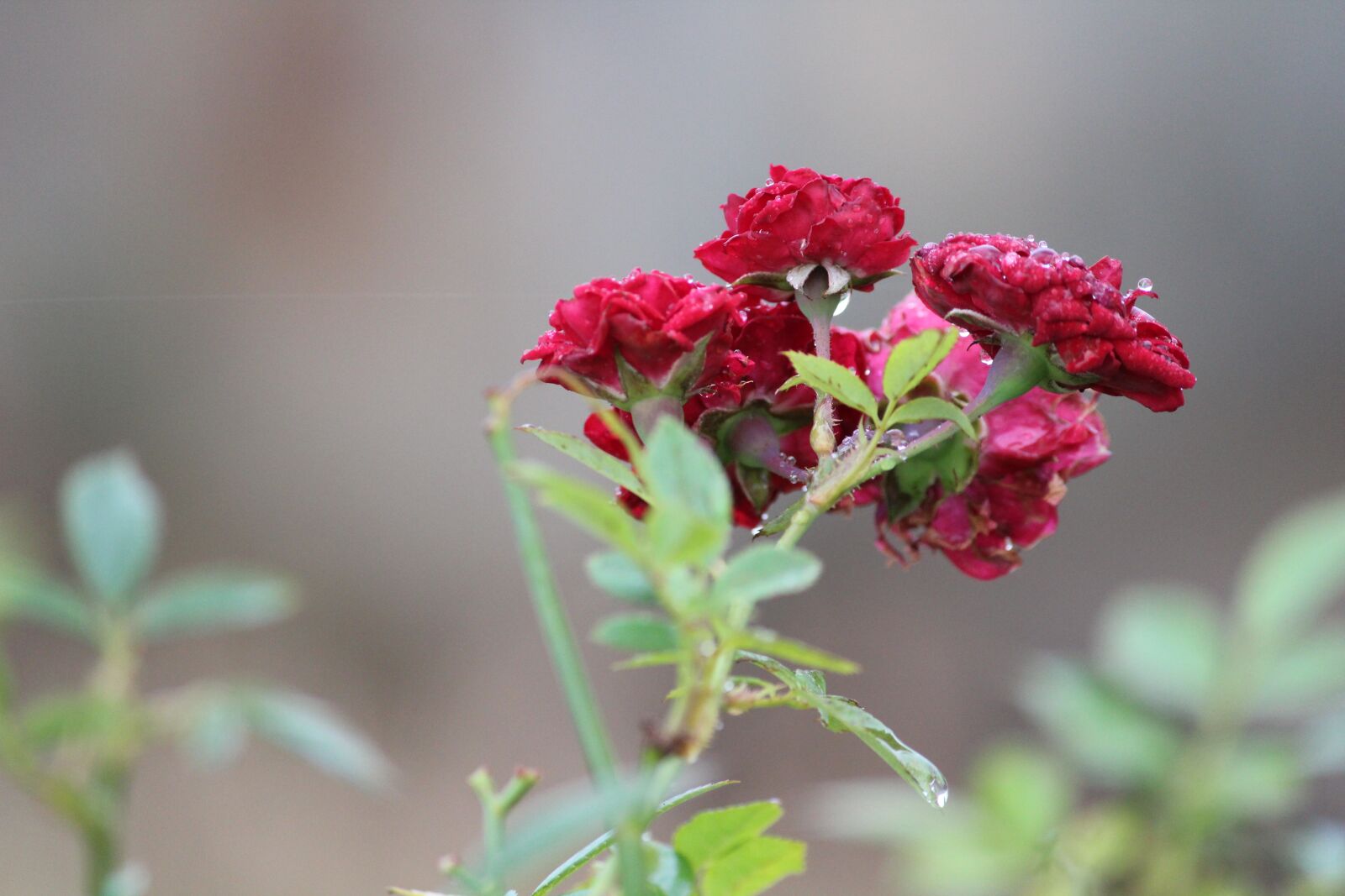 Canon EOS 1300D (EOS Rebel T6 / EOS Kiss X80) sample photo. Nature, flora, leaf photography