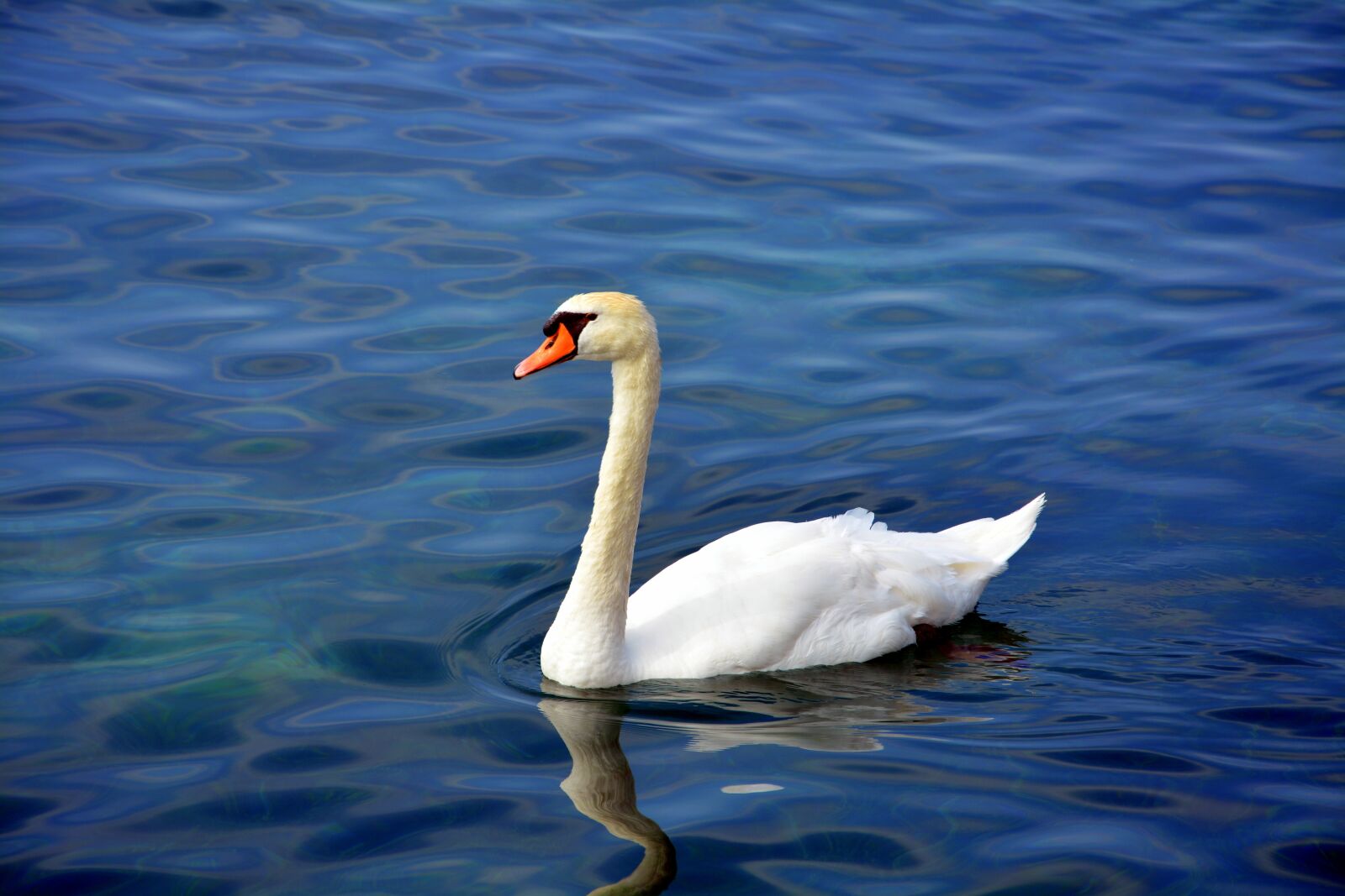 Nikon D7100 sample photo. Swan, lake, water photography
