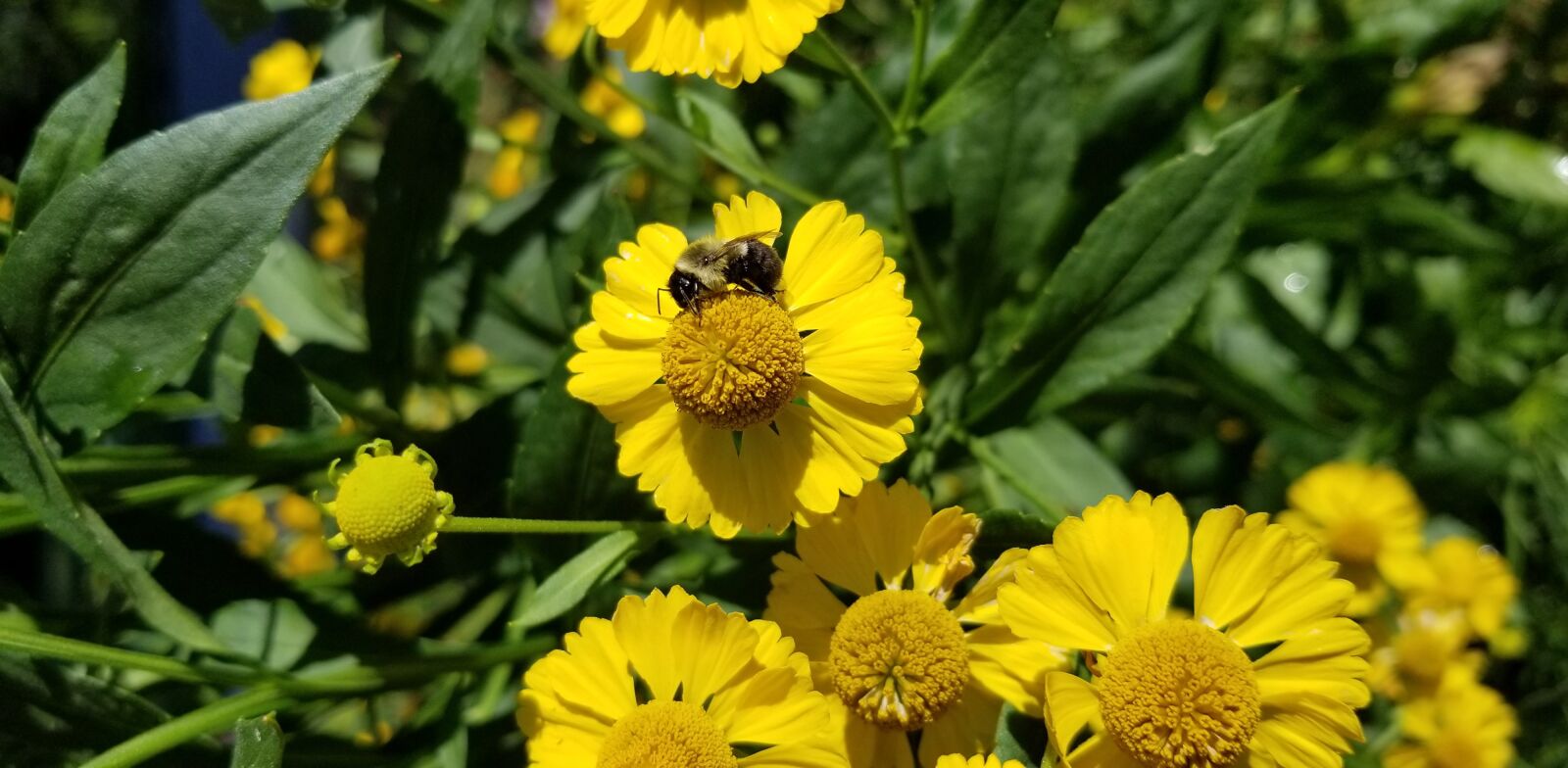 Samsung Galaxy S8 sample photo. Bees, nature, bee photography